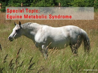 Special Topic:
Equine Metabolic Syndrome
paardenlifestyle.com
 