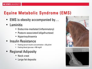 Equine Metabolic Syndrome (EMS)
• EMS is obesity accompanied by…
• Laminitis
• Endocrine-mediated (inflammatory)
• Pasture-associated (oligofructose)
• Hyperinsulinaemia
• Insulin Resistance
• Fasting serum insulin concentration > 20 μU/ml
• Fasting blood glucose >100 mg/dl
• Regional Adiposity
• Neck crest
• Large fat deposits
 