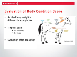 Evaluation of Body Condition Score
• An ideal body weight is
different for every horse
• 1-9 point scale
• 1 = emaciated
• 9 = obese
• Evaluation of fat deposition Henneke, 1983
 
