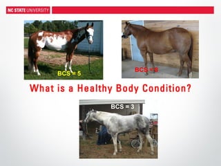 What is a Healthy Body Condition?
BCS = 5
BCS = 3
BCS = 8
 