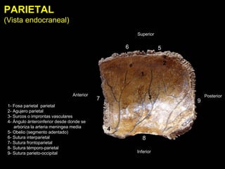 Inferior
Superior
Anterior Posterior
PARIETAL
(Vista endocraneal)
1
2
3
4
56
7
8
9
1- Fosa parietal parietal
2- Agujero parietal
3- Surcos o improntas vasculares
4- Ángulo ánteroinferior desde donde se
arboriza la arteria meningea media
5- Obelio (segmento adentado)
6- Sutura interparietal
7- Sutura frontoparietal
8- Sutura témporo-parietal
9- Sutura parieto-occipital
 