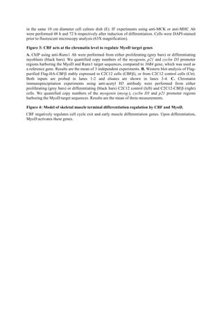 in the same 10 cm diameter cell culture dish (E). IF experiments using anti-MCK or anti-MHC Ab
were performed 48 h and 72 h respectively after induction of differentiation. Cells were DAPI-stained
prior to fluorescent microscopy analysis (63X magnification).
Figure 3: CBF acts at the chromatin level to regulate MyoD target genes
A. ChIP using anti-Runx1 Ab were performed from either proliferating (grey bars) or differentiating
myoblasts (black bars). We quantified copy numbers of the myogenin, p21 and cyclin D3 promoter
regions harboring the MyoD and Runx1 target sequences, compared to 36B4 gene, which was used as
a reference gene. Results are the mean of 3 independent experiments. B. Western blot analysis of Flag-
purified Flag-HA-CBFβ stably expressed in C2C12 cells (CBFβ), or from C2C12 control cells (Ctr).
Both inputs are probed in lanes 1-2 and eluates are shown in lanes 3-4. C. Chromatin
immunoprecipitation experiments using anti-acetyl H3 antibody were performed from either
proliferating (grey bars) or differentiating (black bars) C2C12 control (left) and C2C12-CBFβ (right)
cells. We quantified copy numbers of the myogenin (myog.), cyclin D3 and p21 promoter regions
harboring the MyoD target sequences. Results are the mean of three measurements.
Figure 4: Model of skeletal muscle terminal differentiation regulation by CBF and MyoD.
CBF negatively regulates cell cycle exit and early muscle differentiation genes. Upon differentiation,
MyoD activates these genes.
 