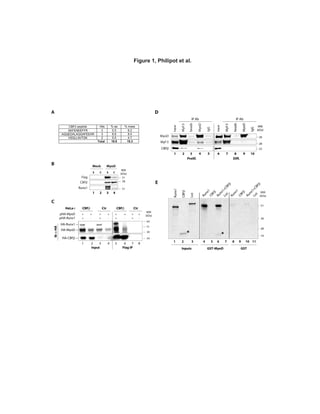 Figure 1, Philipot et al.
A
B
HA-CBF
HA-MyoD
HA-Runx1
1 2 3 4 5 6 7 8
Input Flag IP
pHA-MyoD
pHA-Runx1
CtrCBF CtrCBF
+ + + + + + + +
+ - + - + - + -
HeLa-:
CBF
Flag
C CS
Mock MyoD
28
51
MW
(kDa)
Runx1
S
51
1 2 3 4
ib-HA
-
C
-
-
MW
(kDa)
34
39
51
64
D
MyoD
CBF
Myf-5
Input
Input
Prolif. Diff.
IP Ab
Myf-5
beads
MyoD
IgG
IP Ab
Myf-5
beads
MyoD
IgG
1 2 3 4 5 6 7 8 9 10
E
Runx1
CBF
Luc
GST-MyoD GST
1 2 3 4 5 6 7 8 9 10
Runx1
Runx1
CBF
CBF
Runx1+CBF
Luc
Runx1+CBF
Luc
11
Inputs
22
39
28
51
19
MW
(kDa)
28
39
MW
(kDa)
**
 