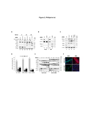 F
Figure 2, Philipot et al.
A
CBF
MCK
Myog.
-tub.
CycD1
Runx1
0 4824Diff.(h)
siRNA
Scr
Runx1
Scr
Scr
Runx1
Runx1
1 2 3 4 5 6
B
Myog.
MHC
CBF
C
MCK
-tub.
Scr
siRNA
CBF
Runx1
Runx1
+CBF
MW
(kDa)
MW
(kDa)
39
51
28
39
51
51
19
39
19
51
39
51
28
28
191
28
1 2 3 4
100 58 100 36 100 1Runx1 quantif.
Myog.
CBF
MCK
cyc D1
Prolif. Diff.
Scr
siRNA
CBF
Scr
CBF
MW
39
28
39
51
19
28
39
28
1 2 3 4
Flag
MCK
-tub.
MHC
Myog.
C2C12-Ctr C2C12-CBF
120960 724824Diff.(h) 120960 724824
MyoD
Runx1
E
1 2 3 4 5 6 7 8 9 10 11 12
cycD1
MW
(kDa)
39
51
39
51
51
191
28
39
28
39
39
28
64
F
MCK MHC
C2C12-CtrC2C12-CBF
60
71
76
16.5
11 10
23
17
12
10
20
30
40
50
60
70
80
Scr siRNA Runx1 siRNA
G1 S G2/M
CBF siRNA
cellsincellcyclephases(%)
D
 