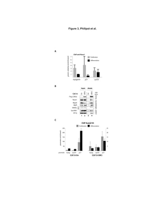 CBF
Ctr
Figure 3, Philipot et al.
Flag (CBF )
MyoD
HP1
Suv39h1
Runx1
input eluate
C2C12-
Myf5
HDACs
CBF
Ctr
2 3 4
1
2
3
B
MW
(kDa)
39
39
39
51
51
19
28
39
28
64
39
28
64
39
50
100
150
200
250
5
10
15
20
25
C
ChIP Acetyl H3
promoterenrichment
C2C12-Ctr C2C12-CBF
p21myog. cycD3
Proliferation Differentiation
p21myog. cycD3promoter
1
p21
prom.relativeenrichment
myogenin cycD3
ChIP anti-Runx1
A
Proliferation
Differentiation
1
2
3
4
5
6
7
 