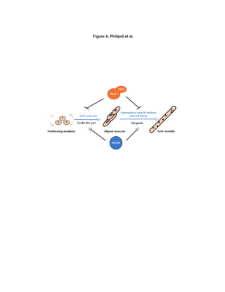 Figure 4, Philipot et al.
CBF
D3 p21 Myogenin
MYOD
 