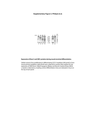 Supplementary Figure 3, Philipot et al.
MyoD
Runx1
CBF
MCK
Myog.
0 72
-tub.
0 724824Diff.(h)
1 2 3 4 5 6
51
39
51
19
28
39
51
MW
(kDa)
39
51
Expression of Runx1 and CBF proteins during muscle terminal differentiation.
Cellular extracts from proliferating or differentiating C2C12 myoblasts (left panel) or from
mouse primary myoblasts (right panel) were subjected to western blot analyses for the
expression of CBF Runx1,MyoD,myogenin (Myog.) and Muscle Creatine Kinase (MCK).
-tubulin is detected as a loading control.Differentiation times are indicated in hours on
the top of each panel.
 