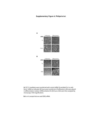 Supplementary Figure 4, Philipot et al.
A
Scr
Runx1
Proliferation Differentiation
siRNA
B
CBF
Proliferation Differentiation
Scr
siRNA
A.C2C12 myoblasts were transfected with control siRNA (Scrambled,Scr) or with
Runx1 siRNA as indicated.48 hours post-transfection (Proliferation) cells were placed
in differentiation medium (Differentiation) for 86 hours.Cells were then analyzed by
microscopy (10X magnification).
B.As in A,except that we used CBF siRNA.
 