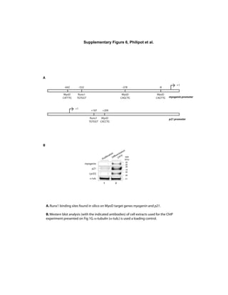 Supplementary Figure 6, Philipot et al.
p21
myogenin
cycD3
B
Proliferation
Differentiation
(24 h)
1 2
-tub.
MW
(kDa)
51
19
28
39
28
28
39
+1
-642 -532 -378
MyoD
CATTTG
Runx1
TGTGGT
MyoD
CAGCTG myogenin promoter
+1
+187 +209
MyoD
CACCTG
Runx1
TGTGGT
p21 promoter
A
A.Runx1 binding sites found in silico on MyoD target genes myogenin and p21.
B.Western blot analysis (with the indicated antibodies) of cell extracts used for the ChIP
experiment presented on Fig 1G. -tubulin ( -tub.) is used a loading control.
-8
MyoD
CAGTTG
 