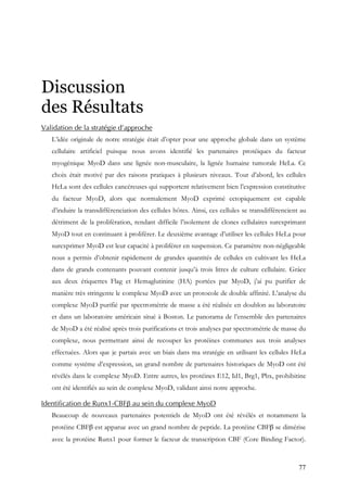 77
Discussion
des Résultats
Validation de la stratégie d’approche
L’idée originale de notre stratégie était d’opter pour une approche globale dans un système
cellulaire artificiel puisque nous avons identifié les partenaires protéiques du facteur
myogénique MyoD dans une lignée non-musculaire, la lignée humaine tumorale HeLa. Ce
choix était motivé par des raisons pratiques à plusieurs niveaux. Tout d’abord, les cellules
HeLa sont des cellules cancéreuses qui supportent relativement bien l’expression constitutive
du facteur MyoD, alors que normalement MyoD exprimé ectopiquement est capable
d’induire la transdifférenciation des cellules hôtes. Ainsi, ces cellules se transdifférencient au
détriment de la prolifération, rendant difficile l’isolement de clones cellulaires surexprimant
MyoD tout en continuant à proliférer. Le deuxième avantage d’utiliser les cellules HeLa pour
surexprimer MyoD est leur capacité à proliférer en suspension. Ce paramètre non-négligeable
nous a permis d’obtenir rapidement de grandes quantités de cellules en cultivant les HeLa
dans de grands contenants pouvant contenir jusqu’à trois litres de culture cellulaire. Grâce
aux deux étiquettes Flag et Hemaglutinine (HA) portées par MyoD, j’ai pu purifier de
manière très stringente le complexe MyoD avec un protocole de double affinité. L’analyse du
complexe MyoD purifié par spectrométrie de masse a été réalisée en doublon au laboratoire
et dans un laboratoire américain situé à Boston. Le panorama de l’ensemble des partenaires
de MyoD a été réalisé après trois purifications et trois analyses par spectrométrie de masse du
complexe, nous permettant ainsi de recouper les protéines communes aux trois analyses
effectuées. Alors que je partais avec un biais dans ma stratégie en utilisant les cellules HeLa
comme système d’expression, un grand nombre de partenaires historiques de MyoD ont été
révélés dans le complexe MyoD. Entre autres, les protéines E12, Id1, Brg1, Pbx, prohibitine
ont été identifiés au sein de complexe MyoD, validant ainsi notre approche.
Identification de Runx1-CBFβ au sein du complexe MyoD
Beaucoup de nouveaux partenaires potentiels de MyoD ont été révélés et notamment la
protéine CBFβ est apparue avec un grand nombre de peptide. La protéine CBFβ se dimérise
avec la protéine Runx1 pour former le facteur de transcription CBF (Core Binding Factor).
 