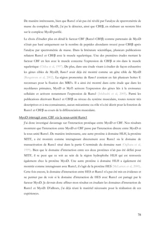 78
De manière intéressante, bien que Runx1 n’ait pas été révélé par l’analyse de spectrométrie de
masse du complexe MyoD, j’ai pu le détecter, ainsi que CBFβ, en réalisant un western blot
sur le complexe MyoD purifié.
Le choix d’étudier plus en détail le facteur CBF (Runx1-CBFβ) comme partenaire de MyoD
n’était pas basé uniquement sur le nombre de peptides abondants trouvé pour CBFβ après
l’analyse par spectrométrie de masse. Dans la littérature scientifique, plusieurs publications
reliaient Runx1 et CBFβ avec le muscle squelettique. Une des premières études mettant le
facteur CBF en lien avec le muscle concerne l’expression de CBFβ in vivo dans le muscle
squelettique (Chiba et al, 1997). De plus, dans une étude visant à étudier de façon exhaustive
les gènes cibles de MyoD, Runx1 avait déjà été montré comme un gène cible de MyoD
(Bergstrom et al, 2002). La région promotrice de Runx1 contient en fait plusieurs boîtes E
reconnues pour la fixation des MRFs. Il a ainsi été montré dans cette étude que dans les
myoblastes primaires, MyoD et Myf5 activent l’expression des gènes liés à la croissance
cellulaire et activent notamment l’expression de Runx1 (Ishibashi et al, 2005). Parmi les
publications décrivant Runx1 et CBFβ au niveau du système musculaire, toutes restent très
descriptives et à ma connaissance, aucun mécanisme ou rôle n’a été décrit pour la fonction de
Runx1 et CBFβ au cours de la différenciation musculaire.
MyoD interagit avec CBF via la sous-unité Runx1
J’ai donc investigué davantage sur l’interaction protéique entre MyoD et CBF. Nos résultats
montrent que l’interaction entre MyoD et CBF passe par l’interaction directe entre MyoD et
la sous-unité Runx1. De manière intéressante, une autre protéine à domaine HLH, la protéine
MITF, a été montrée comme interagissant directement avec Runx1 via le domaine de
transactivation de Runx1 situé dans la partie C-terminale du domaine runt (Ogihara et al,
1999). Bien que le domaine d’interaction entre ces deux protéines n’ait pas été défini pour
MITF, il se peut que ce soit au sein de la région hydrophobe HLH qui est retrouvée
également chez la protéine MyoD. Une autre protéine à domaine HLH a également été
montrée comme interagissant avec Runx1, il s’agit de la protéine HES (McLarren et al, 2000).
Cette fois encore, le domaine d’interaction entre HES et Runx1 n’a pas été mis en évidence et
ne permet pas de voir si le domaine d’interaction de HES avec Runx1 est partagé par le
facteur MyoD. Je devrais donc affiner mon résultat en étudiant les domaines d’interaction de
Runx1 et MyoD. D’ailleurs, j’ai déjà réuni le matériel nécessaire pour la réalisation de ces
expériences.
 