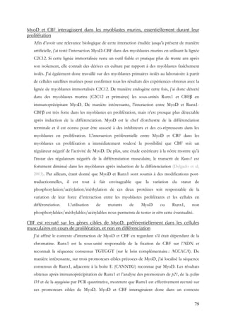 79
MyoD et CBF interagissent dans les myoblastes murins, essentiellement durant leur
prolifération
Afin d’avoir une relevance biologique de cette interaction étudiée jusqu’à présent de manière
artificielle, j’ai testé l’interaction MyoD-CBF dans des myoblastes murins en utilisant la lignée
C2C12. Si cette lignée immortalisée reste un outil fiable et pratique plus de trente ans après
son isolement, elle connaît des dérives en culture par rapport à des myoblastes fraîchement
isolés. J’ai également donc travaillé sur des myoblastes primaires isolés au laboratoire à partir
de cellules satellites murines pour confirmer tous les résultats des expériences obtenus avec la
lignée de myoblastes immortalisés C2C12. De manière endogène cette fois, j’ai donc détecté
dans des myoblastes murins (C2C12 et primaires) les sous-unités Runx1 et CBFβ en
immunoprécipitant MyoD. De manière intéressante, l’interaction entre MyoD et Runx1-
CBFβ est très forte dans les myoblastes en prolifération, mais n’est presque plus détectable
après induction de la différenciation. MyoD est le chef d’orchestre de la différenciation
terminale et il est connu pour être associé à des inhibiteurs et des co-répresseurs dans les
myoblastes en prolifération. L’interaction préférentielle entre MyoD et CBF dans les
myoblastes en prolifération a immédiatement soulevé la possibilité que CBF soit un
régulateur négatif de l’activité de MyoD. De plus, une étude extérieure à la nôtre montre qu’à
l’instar des régulateurs négatifs de la différenciation musculaire, le transcrit de Runx1 est
fortement diminué dans les myoblastes après induction de la différenciation (Delgado et al,
2003). Par ailleurs, étant donné que MyoD et Runx1 sont soumis à des modifications post-
traductionnelles, il est tout à fait envisageable que la variation du statut de
phosphorylation/acétylation/méthylation de ces deux protéines soit responsable de la
variation de leur force d’interaction entre les myoblastes proliférants et les cellules en
différenciation. L’utilisation de mutants de MyoD ou Runx1, non
phosphorylables/méthylables/acétylables nous permettra de tester in vitro cette éventualité.
CBF est recruté sur les gènes cibles de MyoD, préférentiellement dans les cellules
musculaires en cours de prolifération, et non en différenciation
J’ai affiné le contexte d’interaction de MyoD et CBF en regardant s’il était dépendant de la
chromatine. Runx1 est la sous-unité responsable de la fixation de CBF sur l’ADN et
reconnaît la séquence consensus TGTGGT (sur le brin complémentaire : ACCACA). De
manière intéressante, sur trois promoteurs cibles précoces de MyoD, j’ai localisé la séquence
consensus de Runx1, adjacente à la boîte E (CANNTG) reconnue par MyoD. Les résultats
obtenus après immunoprécipitation de Runx1 et l’analyse des promoteurs de p21, de la cycline
D3 et de la myogénine par PCR quantitative, montrent que Runx1 est effectivement recruté sur
ces promoteurs cibles de MyoD. MyoD et CBF interagiraient donc dans un contexte
 