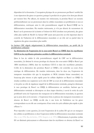 80
dépendant de la chromatine. L’occupation physique de ces promoteurs par Runx1 semble liée
à une répression des gènes en question, puisque le produit de ces gènes n’est alors pas détecté
par western blot. Par ailleurs, de manière très intéressante, la protéine Runx1 est recrutée
préférentiellement sur ces promoteurs dans les cellules musculaires en prolifération et non en
différenciation, renforçant ainsi le rôle potentiellement négatif de Runx1/CBFβ sur la
différenciation musculaire. De manière intéressante, je n’ai pas détecté de recrutement de
Runx1 sur le promoteur de la desmine et l’enhancer de MCK (résultats non présentés), des gènes
cibles plus tardifs de MyoD. Le facteur CBF aurait ainsi peut-être un rôle important dans le
contrôle de l’induction de la différenciation musculaire et un rôle nul ou partiel dans la
régulation des gènes musculaires plus tardifs.
Le facteur CBF régule négativement la différenciation musculaire, au profit de la
prolifération cellulaire
La diminution de l’expression de la sous-unité Runx1 ou CBFβ dans les myoblastes
C2C12 ou les myoblastes primaires accélère la différenciation terminale
Dans le but de valider le rôle potentiellement négatif de CBF sur la différenciation
musculaire, j’ai diminué le niveau protéique de chacune des sous-unités CBFβ et Runx1 par
ARN interférence (ARNi) dans les myoblastes C2C12 et dans des myoblastes primaires.
L’effet de la diminution des protéines Runx1 et CBFβ a été contrôlée au cours d’une
cinétique de différenciation. De manière intéressante, dans les deux cas, l’expression de
marqueurs musculaires tels que la myogénine et MCK (créatine kinase musculaire) est
beaucoup plus intense et plus rapide pour les cellules déplétées en Runx1 ou CBFβ. Ce
résultat confirme nos suspicions sur le rôle de CBF au cours de la différenciation musculaire
et lui prête un rôle de régulateur négatif de la différenciation terminale, puisqu’en diminuant
le taux protéique de Runx1 ou CBFβ, la différenciation est accélérée. Sachant que la
différenciation terminale se décompose en deux étapes discrètes, à savoir la sortie du cycle
prolifératif suivie de l’expression des marqueurs de la différenciation musculaire, la question
qui se pose alors est la suivante : « l’expression forte et précoce des marqueurs musculaires en
absence de Runx1 ou CBFβ, est-elle due à une levée de l’inhibition sur les gènes
correspondants ou est-elle une conséquence d’une sortie du cycle cellulaire plus rapide et plus
efficace ? »
Pour répondre à cette question, j’ai testé l’expression de la cycline D1 qui est un marqueur
des cellules en prolifération et dont l’expression inhibe la différenciation musculaire terminale
(Rao et al, 1994; Rao & Kohtz, 1995; Skapek et al, 1995). Effectivement, la protéine cycline
D1 est diminuée précocement et efficacement dans les myoblastes en absence de Runx1 ou
 