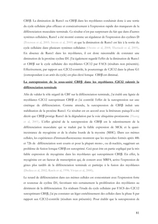 81
CBFβ. La diminution de Runx1 ou CBFβ dans les myoblastes conduirait donc à une sortie
du cycle cellulaire plus efficace et consécutivement à l’expression rapide des marqueurs de la
différenciation musculaire terminale. Ce résultat n’est pas surprenant du fait que dans d’autres
systèmes cellulaires, Runx1 a été montré comme un régulateur de l’expression des cyclines D
(Peterson et al, 2005; Strom et al, 2000) et que la diminution de Runx1 est liée à la sortie du
cycle cellulaire dans plusieurs systèmes cellulaires (Osorio et al, 2008; Theriault et al, 2005).
En absence de Runx1 dans les myoblastes, il est donc raisonnable de constater une
diminution de la protéine cycline D1. J’ai également regardé l’effet de la diminution de Runx1
et CBFβ sur le cycle cellulaire des myoblastes C2C12 par FACS (résultats non présentés).
Effectivement, par rapport aux C2C12-contrôle, le pourcentage de C2C12 dans la phase G1
(correspondant à un arrêt du cycle) est plus élevé lorsque CBFβ est diminué.
La surexpression de la sous-unité CBFβ dans les myoblastes C2C12 ralentit la
différenciation terminale
Afin de valider le rôle négatif de CBF sur la différenciation terminale, j’ai établi une lignée de
myoblastes C2C12 surexprimant CBFβ et j’ai contrôlé l’effet de la surexpression sur une
cinétique de différenciation. Comme attendu, la surexpression de CBFβ induit une
stabilisation de la protéine Runx1. Ce résultat est en accord avec la littérature puisqu’il a été
décrit que CBFβ protège Runx1 de la dégradation par la voie ubiquitine-protéasome (Huang
et al, 2001). L’effet général de la surexpression de CBFβ est le ralentissement de la
différenciation musculaire qui se traduit par la faible expression de MCK et la quasi-
inexistance de myogénine et de la chaîne lourde de la myosine (MHC). Dans ces mêmes
cellules, les expériences d’immunofluorescence montrent que les myotubes formés après 48h
et 72h de différenciation sont courts et pour la plupart mono-, ou di-nucléés, suggérant un
problème de fusion lorsque CBFβ est surexprimé. Ceci peut être en partie expliqué par la très
faible expression de myogénine dans les myoblastes qui surexpriment CBFβ. En effet, la
myogénine est un facteur de transcription qui, de concert avec MRF4, active l’expression de
gènes plus tardifs de la différenciation terminale et participe à la fusion des myoblastes
(Dedieu et al, 2002; Rawls et al, 1998; Vivian et al, 2000).
Le retard de différenciation dans ces mêmes cellules est concomitant avec l’expression forte
et soutenue de cycline D1, favorisant très certainement la prolifération des myoblastes au
détriment de la différenciation. En réalisant l’étude du cycle cellulaire par FACS des C2C12
surexprimant CBFβ, j’ai pu constater un léger enrichissement des cellules dans la phase S par
rapport aux C2C12-contrôle (résultats non présentés). Pour établir que la surexpression de
 