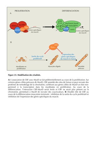 Figure 23. Modélisation des résultats.
A) L’association de CBF avec MyoD se fait préférentiellement au cours de la prolifération. Sur
certains gènes cibles précoces de MyoD, CBF possède des sites de liaison et peut recruter des
protéines de remodelage de la chromatine, conférant aux gènes cibles de MyoD un état non-
permissif à la transcription dans les myoblastes en prolifération. Au cours de la
différenciation, l’interaction CBF-MyoD serait levée et CBF ne serait plus présent sur la
chromatine, permettant à MyoD de recruter des coactivateurs. B) Double rôle de CBF au
cours de la différenciation musculaire terminale : inhibition de la sortie du cycle prolifératif et
inhibition de l'expression des gènes spéciﬁques du muscle.
Gènes spéciﬁques
du muscle
Machinerie basale
de transcription
E12 MYOD
MEF2
HATs
CARM1
p300
PCAF
Runx1
CBFβ
HDACs
MYOD
Suv39h1
CBFβ
HP1
Runx1 Gènes spéciﬁques
du muscle
B
A
Myotube
précoce
Myoblastes en
prolifération
Myocytes alignés
Sortie du cycle
prolifératif
Expression des
gènes spéciﬁques
du muscle & fusion
PROLIFERATION DIFFERENCIATION
 