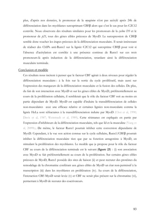83
plus, d’après nos données, le promoteur de la myogénine n’est pas acétylé après 24h de
différenciation dans les myoblastes surexprimant CBFβ alors que c’est le cas pour les C2C12
contrôle. Nous observons des résultats similaires pour les promoteurs de la cycline D3 et le
promoteur de p21, tous des gènes cibles précoces de MyoD. La surexpression de CBFβ
semble donc toucher les étapes précoces de la différenciation musculaire. Il serait intéressant
de réaliser des ChIPs anti-Runx1 sur la lignée C2C12 qui surexprime CBFβ pour voir si
l’absence d’acétylation est corrélée à une présence continue de Runx1 sur ces trois
promoteurs-là après induction de la différenciation, retardant ainsi la différenciation
musculaire terminale.
Conclusion et modèle
Ces résultats nous incitent à penser que le facteur CBF agirait à deux niveaux pour réguler la
différenciation musculaire : à la fois sur la sortie du cycle prolifératif, mais aussi sur
l’expression des marqueurs de la différenciation musculaire et la fusion des cellules. De plus,
du fait de son interaction avec MyoD et sur les gènes cibles de MyoD, préférentiellement au
cours de la prolifération cellulaire, il semblerait que le rôle du facteur CBF soit au moins en
partie dépendant de MyoD. MyoD est capable d’induire la transdifférenciation de cellules
non-musculaires avec une efficace relative et certaines lignées non-musculaire comme la
lignée HeLa sont réfractaires à la transdifférenciation induite par MyoD (Choi et al, 1990;
Davis et al, 1987; Weintraub et al, 1989). Cette résistance est expliquée en partie par
l’expression d’inhibiteurs de la différenciation musculaire, tels que Id et la musculine (Yang et
al, 2009b). De même, le facteur Runx1 pourrait inhiber cette conversion dépendante de
MyoD. Cependant, à la vue son action connue sur le cycle cellulaire, Runx1/CBFβ pourrait
inhiber la différenciation musculaire rien que par sa fonction antagoniste à MyoD, en
stimulant la prolifération des myoblastes. Le modèle que je propose pour le rôle du facteur
CBF au cours de la différenciation terminale est le suivant (figure 23) : (i) son association
avec MyoD se fait préférentiellement au cours de la prolifération. Sur certains gènes cibles
précoces de MyoD, Runx1 possède des sites de liaison (ii) et peut recruter des protéines du
remodelage de la chromatine conférant aux gènes cibles de MyoD un état non-permissif à la
transcription (iii) dans les myoblastes en prolifération (iv). Au cours de la différenciation,
l’interaction CBF-MyoD serait levée (v) et CBF ne serait plus présent sur la chromatine (vi),
permettant à MyoD de recruter des coactivateurs.
 