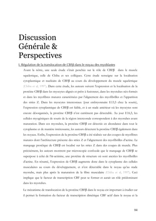 84
Discussion
Générale &
Perspectives
I. Régulation de la translocation de CBFβ dans le noyau des myoblastes
Avant la nôtre, une seule étude s’était penchée sur le rôle de CBFβ dans le muscle
squelettique, celle de Chiba et ses collègues. Cette étude renseigne sur la localisation
cytoplasmique et nucléaire de CBFβ au cours du développement du muscle squelettique
(Chiba et al, 1997). Dans cette étude, les auteurs suivent l’expression et la localisation de la
protéine CBFβ dans les myocytes alignés et prêts à fusionner, dans les myotubes néo-formés
et dans les myofibres matures caractérisées par l’alignement des myofibrilles et l’apparition
des stries Z. Dans les myocytes intercostaux (jour embryonnaire E13,5 chez la souris),
l’expression cytoplasmique de CBFβ est faible, et à un stade antérieur où les myocytes sont
encore désorganisés, la protéine CBFβ n’est carrément pas détectable. Au jour E16,5, les
cellules myogéniques de souris de la région intercostale correspondent à des myotubes avant
maturation. Dans ces myotubes, la protéine CBFβ est détectée en abondance dans tout le
cytoplasme et de manière intéressante, les auteurs détectent la protéine CBFβ également dans
les noyaux. Enfin, l’expression de la protéine CBFβ a été réalisée sur des coupes de myofibres
matures dont l’architecture présente des stries Z et l’alignement des myofibrilles d’actine. Le
marquage protéique de CBFβ est localisé sur les stries Z dans des coupes de muscle. Plus
précisément, les auteurs montrent par microscopie confocale que le marquage de CBFβ se
superpose à celui de l’α-actinine, une protéine de structure où sont ancrées les myofibrilles
d’actine. En résumé, l’expression de CBFβ augmente donc dans le cytoplasme des cellules
musculaires au cours du développement, et n’est détectable dans le noyau qu’au stade
myotube, mais plus après la maturation de la fibre musculaire (Chiba et al, 1997). Ceci
implique que le facteur de transcription CBF peut se former et aurait un rôle prédominant
dans les myotubes.
Le mécanisme de translocation de la protéine CBFβ dans le noyau est important à étudier car
il permet la formation du facteur de transcription dimérique CBF actif dans le noyau et la
 