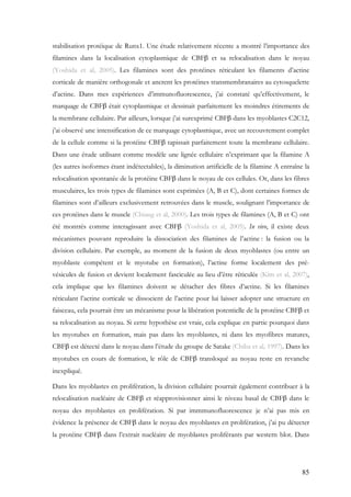 85
stabilisation protéique de Runx1. Une étude relativement récente a montré l’importance des
filamines dans la localisation cytoplasmique de CBFβ et sa relocalisation dans le noyau
(Yoshida et al, 2005). Les filamines sont des protéines réticulant les filaments d’actine
corticale de manière orthogonale et ancrent les protéines transmembranaires au cytosquelette
d’actine. Dans mes expériences d’immunofluorescence, j’ai constaté qu’effectivement, le
marquage de CBFβ était cytoplasmique et dessinait parfaitement les moindres étirements de
la membrane cellulaire. Par ailleurs, lorsque j’ai surexprimé CBFβ dans les myoblastes C2C12,
j’ai observé une intensification de ce marquage cytoplasmique, avec un recouvrement complet
de la cellule comme si la protéine CBFβ tapissait parfaitement toute la membrane cellulaire.
Dans une étude utilisant comme modèle une lignée cellulaire n’exprimant que la filamine A
(les autres isoformes étant indétectables), la diminution artificielle de la filamine A entraîne la
relocalisation spontanée de la protéine CBFβ dans le noyau de ces cellules. Or, dans les fibres
musculaires, les trois types de filamines sont exprimées (A, B et C), dont certaines formes de
filamines sont d’ailleurs exclusivement retrouvées dans le muscle, soulignant l’importance de
ces protéines dans le muscle (Chiang et al, 2000). Les trois types de filamines (A, B et C) ont
été montrés comme interagissant avec CBFβ (Yoshida et al, 2005). In vivo, il existe deux
mécanismes pouvant reproduire la dissociation des filamines de l’actine : la fusion ou la
division cellulaire. Par exemple, au moment de la fusion de deux myoblastes (ou entre un
myoblaste compétent et le myotube en formation), l’actine forme localement des pré-
vésicules de fusion et devient localement fasciculée au lieu d’être réticulée (Kim et al, 2007),
cela implique que les filamines doivent se détacher des fibres d’actine. Si les filamines
réticulant l’actine corticale se dissocient de l’actine pour lui laisser adopter une structure en
faisceau, cela pourrait être un mécanisme pour la libération potentielle de la protéine CBFβ et
sa relocalisation au noyau. Si cette hypothèse est vraie, cela explique en partie pourquoi dans
les myotubes en formation, mais pas dans les myoblastes, ni dans les myofibres matures,
CBFβ est détecté dans le noyau dans l’étude du groupe de Satake (Chiba et al, 1997). Dans les
myotubes en cours de formation, le rôle de CBFβ transloqué au noyau reste en revanche
inexpliqué.
Dans les myoblastes en prolifération, la division cellulaire pourrait également contribuer à la
relocalisation nucléaire de CBFβ et réapprovisionner ainsi le niveau basal de CBFβ dans le
noyau des myoblastes en prolifération. Si par immmunofluorescence je n’ai pas mis en
évidence la présence de CBFβ dans le noyau des myoblastes en prolifération, j’ai pu détecter
la protéine CBFβ dans l’extrait nucléaire de myoblastes proliférants par western blot. Dans
 