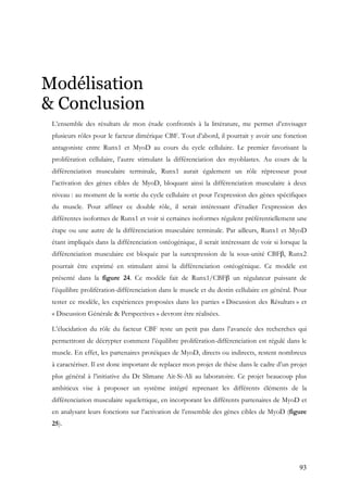 93
Modélisation
& Conclusion
L’ensemble des résultats de mon étude confrontés à la littérature, me permet d’envisager
plusieurs rôles pour le facteur dimérique CBF. Tout d’abord, il pourrait y avoir une fonction
antagoniste entre Runx1 et MyoD au cours du cycle cellulaire. Le premier favorisant la
prolifération cellulaire, l’autre stimulant la différenciation des myoblastes. Au cours de la
différenciation musculaire terminale, Runx1 aurait également un rôle répresseur pour
l’activation des gènes cibles de MyoD, bloquant ainsi la différenciation musculaire à deux
niveau : au moment de la sortie du cycle cellulaire et pour l’expression des gènes spécifiques
du muscle. Pour affiner ce double rôle, il serait intéressant d’étudier l’expression des
différentes isoformes de Runx1 et voir si certaines isoformes régulent préférentiellement une
étape ou une autre de la différenciation musculaire terminale. Par ailleurs, Runx1 et MyoD
étant impliqués dans la différenciation ostéogénique, il serait intéressant de voir si lorsque la
différenciation musculaire est bloquée par la surexpression de la sous-unité CBFβ, Runx2
pourrait être exprimé en stimulant ainsi la différenciation ostéogénique. Ce modèle est
présenté dans la figure 24. Ce modèle fait de Runx1/CBFβ un régulateur puissant de
l’équilibre prolifération-différenciation dans le muscle et du destin cellulaire en général. Pour
tester ce modèle, les expériences proposées dans les parties « Discussion des Résultats » et
« Discussion Générale & Perspectives » devront être réalisées.
L’élucidation du rôle du facteur CBF reste un petit pas dans l’avancée des recherches qui
permettront de décrypter comment l’équilibre prolifération-différenciation est régulé dans le
muscle. En effet, les partenaires protéiques de MyoD, directs ou indirects, restent nombreux
à caractériser. Il est donc important de replacer mon projet de thèse dans le cadre d’un projet
plus général à l’initiative du Dr Slimane Ait-Si-Ali au laboratoire. Ce projet beaucoup plus
ambitieux vise à proposer un système intégré reprenant les différents éléments de la
différenciation musculaire squelettique, en incorporant les différents partenaires de MyoD et
en analysant leurs fonctions sur l’activation de l’ensemble des gènes cibles de MyoD (figure
25).
 