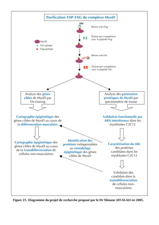 Figure 25. Diagramme du projet de recherche proposé par le Dr Slimane AIT-SI-ALI en 2005.
Résine anti-HA
Élution par compétition
avec le peptide Flag
Flag epitope
HA epitope
MyoD
Analyse des partenaires
protéiques de MyoD par
spectrométrie de masse
Puriﬁcation TAP-TAG du complexe MyoD
Analyse des gènes
cibles de MyoD par
TA-cloning
Validation fonctionnelle par
ARN interférence dans les
myoblastes C2C12
Résine anti-Flag
Élution par compétition
avec le peptide HA
Cartographie épigénétique des
gènes cibles de MyoD au cours de
la différenciation musculaire
Caractérisation du rôle
des protéines
candidates dans les
myoblastes C2C12
Validation des
candidats dans la
transdifférenciation
de cellules non-
musculaires
Cartographie épigénétique des
gènes cibles de MyoD au cours
de la transdifférenciation de
cellules non-musculaires
Identiﬁcation des
protéines indispensables
au remodelage
épigénétique des gènes
cibles de MyoD
 