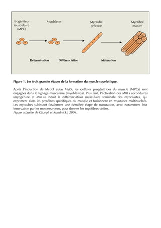 Figure 1. Les trois grandes étapes de la formation du muscle squelettique.
Après l’induction de MyoD et/ou Myf5, les cellules progénitrices du muscle (MPCs) sont
engagées dans le lignage musculaire (myoblastes). Plus tard, l'activation des MRFs secondaires
(myogénine et MRF4) induit la différenciation musculaire terminale des myoblastes, qui
expriment alors les protéines spéciﬁques du muscle et fusionnent en myotubes multinucléés.
Les myotubes subissent ﬁnalement une dernière étape de maturation, avec notamment leur
innervation par les motoneurones, pour donner les myoﬁbres striées.
Figure adaptée de Chargé et Rundnicki, 2004.
Progéniteur
musculaire
(MPC)
Myoﬁbre
mature
Myotube
précoce
Myoblaste
Détermination MaturationDifférenciation
 
