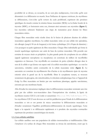 3
possibilité de se diviser, en revanche, ils ne sont plus multipotents, c’est-à-dire qu’ils sont
déterminés à se différencier en muscle. Sous l’influence de signaux extérieurs, les myoblastes
se différencient, c’est-à-dire qu’ils sortent du cycle prolifératif, expriment des protéines
spécifiques du muscle comme la créatine kinase musculaire (MCK) ou la chaîne lourde de la
myosine (MHC), et fusionnent entre eux, donnant ainsi naissance aux myotubes (figure 1).
Les myotubes subissent finalement une étape de maturation pour donner les fibres
musculaires striées.
Chaque fibre musculaire striée résulte donc de la fusion de plusieurs dizaines de cellules
musculaires appelées myoblastes. La cellule musculaire striée est une cellule très spécialisée,
très allongée (jusqu’à 50 cm de longueur) et de forme cyclindrique (10 à 50 µm de diamètre) :
c’est pourquoi on parle également de fibre musculaire. Chaque fibre individuelle qui forme le
muscle squelettique représente une unité de base du système musculaire. Elle possède une
centaine de noyaux situés en périphérie. La plus grande partie du cytoplasme de ces cellules
(appelé également sarcoplasme ou myoplasme) est constituée de milliers de myofibrilles
organisées en faisceaux. Une myofibrille est constituée de petits cylindres allongés dans le
sens de la cellule et qui donne son aspect strié à la cellule musculaire squelettique : ce sont les
sarcomères, véritables unités contractiles de la cellule musculaire striée (figure 2). Le
sarcomère est constitué de myofilaments fins d’actine et de myofilaments épais de myosine
orientés selon le grand axe de la myofibrille. Dans le cytoplasme restant, se trouvent
notamment du glycogène, des mitochondries, le réticulum endoplasmique lisse et l’appareil de
Golgi. La fibre musculaire est limitée par une membrane plasmique, appelée sarcolemme,
entourée par une membrane basale.
Afin d’étudier les mécanismes impliqués dans la différenciation musculaire terminale sans être
gêné par des cellules non-musculaires dans l’interprétation des résultats, la lignée de
myoblastes murins C2C12 a été isolée et caractérisée (Blau et al, 1985; Yaffe & Saxel, 1977).
Les myoblastes C2C12 sont devenus un outil de prédilection pour l’étude de la différenciation
musculaire ex vivo et ont permis de mieux caractériser la différenciation musculaire et
d’étudier notamment l’équilibre prolifération-différenciation du muscle squelettique. Cette
lignée a la capacité à se différencier rapidement et à produire des myotubes contractiles
exprimant des protéines caractéristiques du muscle.
I.1.2 Les cellules satellites
Les cellules satellites sont une population de cellules mononucléées et indifférenciées. Elles
s’attachent à la surface de chaque fibre musculaire au niveau du sarcolemme, avant que la
 