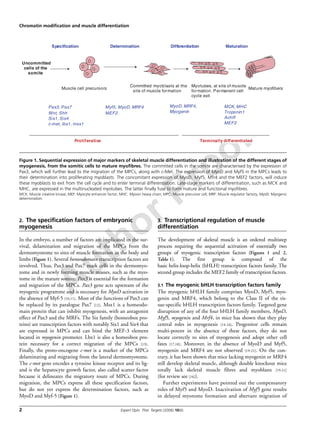 Author Proof
Chromatin modification and muscle differentiation
2 Expert Opin. Ther. Targets (2006) 10(6)
2. The specification factors of embryonic
myogenesis
In the embryo, a number of factors are implicated in the sur-
vival, delamination and migration of the MPCs from the
dermomyotome to sites of muscle formation in the body and
limbs (Figure 1). Several homeodomain transcription factors are
involved. Thus, Pax3 and Pax7 mark cells in the dermomyo-
tome and in newly forming muscle masses, such as the myo-
tome in the mature somite. Pax3 is essential for the formation
and migration of the MPCs. Pax3 gene acts upstream of the
myogenic programme and is necessary for MyoD activation in
the absence of Myf-5 [10,11]. Most of the functions of Pax3 can
be replaced by its paralogue Pax7 [12]. Msx1 is a homeodo-
main protein that can inhibit myogenesis, with an antagonist
effect of Pax3 and the MRFs. The Six family (homeobox pro-
teins) are transcription factors with notably Six1 and Six4 that
are expressed in MPCs and can bind the MEF-3 element
located in myogenin promoter. Lbx1 is also a homeobox pro-
tein necessary for a correct migration of the MPCs [13].
Finally, the proto-oncogene c-met is a marker of the MPCs
delaminating and migrating from the lateral dermomyotome.
The c-met gene encodes a tyrosine kinase receptor and its lig-
and is the hepatocyte growth factor, also called scatter factor
because it delineates the migratory route of MPCs. During
migration, the MPCs express all these specification factors,
but do not yet express the determination factors, such as
MyoD and Myf-5 (Figure 1).
3. Transcriptional regulation of muscle
differentiation
The development of skeletal muscle is an ordered multistep
process requiring the sequential activation of essentially two
groups of myogenic transcription factors (Figures 1 and 2,
Table 1). The first group is composed of the
basic helix-loop-helix (bHLH) transcription factors family. The
second group includes the MEF2 family of transcription factors.
3.1 The myogenic bHLH transcription factors family
The myogenic bHLH family comprises MyoD, Myf5, myo-
genin and MRF4, which belong to the Class II of the tis-
sue-specific bHLH transcription factors family. Targeted gene
disruption of any of the four bHLH family members, MyoD,
Myf5, myogenin and Mrf4, in mice has shown that they play
central roles in myogenesis [14-16]. Progenitor cells remain
multi-potent in the absence of these factors, they do not
locate correctly to sites of myogenesis and adopt other cell
fates [17,18]. Moreover, in the absence of MyoD and Myf5,
myogenin and MRF4 are not observed [19-21]. On the con-
trary, it has been shown that mice lacking myogenin or MRF4
still develop skeletal muscle, although double knockout mice
totally lack skeletal muscle fibres and myoblasts [19-21]
(for review see [16]).
Further experiments have pointed out the compensatory
roles of Myf5 and MyoD. Inactivation of Myf5 gene results
in delayed myotome formation and aberrant migration of
Figure 1. Sequential expression of major markers of skeletal muscle differentiation and illustration of the different stages of
myogenesis, from the somitic cells to mature myofibres. The committed cells in the somite are characterised by the expression of
Pax3, which will further lead to the migration of the MPCs, along with c-Met. The expression of MyoD and Myf5 in the MPCs leads to
their determination into proliferating myoblasts. The concomitant expression of MyoD, Myf5, Mfr4 and the MEF2 factors, will induce
these myoblasts to exit from the cell cycle and to enter terminal differentiation. Late-stage markers of differentiation, such as MCK and
MHC, are expressed in the multinucleated myotubes. The latter finally fuse to form mature and functional myofibres.
MCK: Muscle creatine kinase; MEF: Myocyte enhancer factor; MHC: Myosin heavy chain; MPC: Muscle precursor cell; MRF: Muscle regulator factory; MyoD: Myogenic
determination.
Maturation
Committed myoblasts at the
site of muscle formation
Myotubes, at site of muscle
formation. Permanent cell
cycle exit
Mature myofibers
Uncommitted
cells of the
somite
DifferentiationDetermination
Terminally differentiatedProliferative
Specification
Muscle cell precursors
Pax3, Pax7
Wnt, Shh
Six1, Six4
c-met, lbx1, msx1
Myf5, MyoD, MRF4
MEF2
MyoD, MRF4,
Myogenin
MCK, MHC
Troponin1
AchR
MEF2
 