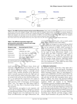 Author Proof
Yahi, Philipot, Guasconi, Fritsch & Ait-Si-Ali
Expert Opin. Ther. Targets (2006) 10(6) 3
muscle precursors into the adjacent tissues, dermis and
sclerotome, where they acquire non-muscle fates [22]. This
early defect in myogenesis is, however, compensated by the
later expression of MyoD, leading to essentially normal
muscles at birth. Similarly, disruption of the MyoD gene,
which is normally expressed two days after Myf5, does not
alter muscle formation. Indeed, homozygous MyoD-/- mice
are normal, fertile and do not show abnormal skeletal mus-
cles [23]. To understand this compensatory role, analysis of
the mRNA of newborn mice shows an increased level of
Myf5 expression, both in homozygous and heterozygous
MyoD+/- mice. This suggests that Myf5 replaces MyoD in
these mice and, thus, there is functional overlap between
these two genes.
MyoD positively auto-regulates its own expression, and
activates that of myogenin (Figure 2). Myogenin is expressed
in nonproliferating myoblasts as they enter the differentiation
pathway. Myogenin seems to be implicated in later steps of
muscle cell differentiation and triggers differentiation with
activation of muscle specific genes, such as muscle creatine
kinase (MCK) and myosin heavy chain (MHC).
Both MyoD and myogenin are expressed during skeletal
muscle differentiation and it is likely that, together, they reg-
ulate the late expression of MRF4, which contributes to
fibres’ maturation and to the maintenance of their differen-
tiated state (Figure 2). But Mrf4 is not only playing a role in
the late stages of muscle differentiation. Indeed, it was
recently shown that Mrf4 is expressed in MPCs, such as
MyoD and Myf5 [11,24,25]. Actually, Myf5 and MRF4 act
upstream of MyoD to direct embryonic multi-potent cells
into the myogenic lineage. Moreover, Myf5/MyoD double
null mice are able to form skeletal muscles if Mrf4 expres-
sion is not compromised [11]. Thus, MRF4 has roles in both
muscle determination and differentiation.
3.2 Molecular mechanisms
The bHLH transcription factors have a basic region and a
helix-loop-helix domain. These muscle-specific transcription
factors can either homodimerise, or heterodimerise with class I
bHLH transcription factors, which are quasi-ubiquitous E
proteins (such as HEB/HTF4, E2-2/ITF-2 and E12/E47). The
MRFs act on muscle-specific promoters where they can interact
with each other and with other transcription factors, such as
MEF2. In addition, they interact with chromatin-modifying
proteins, such as histone deacetylases (HDACs), histone acetyl-
transferases (HATs) and members of the SWI/SNF
ATP-dependent chromatin remodelling complex (Figure 3).
Each of the MRF members has been shown to heterodimer-
ise in vitro, and in vivo with quasi-ubiquitous E proteins that
are the alternatively spliced products of the E2A gene: E12 and
E47 [26-28]. Basically, dimers formed from bHLH proteins dif-
fer in their abilities to bind to DNA. For example, MyoD-E47
heterodimer forms efficiently and binds strongly to DNA,
whereas MyoD homodimers only poorly bind DNA. These
Table 1. The different maturation stages and
genes/proteins potentially involved at each stage
of skeletal muscle formation.
Myogenic stage Associated genetic factors
Delamination Pax3, c-Met
Migration c-Met/HGF, Lbx1, Msx1
Proliferation Pax, c-Met, Mox3, Six, (Myf5, MyoD)
Determination MRFs: Myf5, MyoD, MRF4
Differentiation MRFs (MyoD, myogenin, MRF4)
MEF2 (MEF2 A, B, C, D)
HGF: Hepatocyte growth factor; MEF: Myocyte enhancer factor;
MRF: Muscle regulatory factor; Myf: Myogenic factor; MyoD: Myogenic
determination.
Figure 2. The MRFs functional network during muscle differentiation. MyoD, Myf5 and MRF4 are necessary for the commitment
of the somitic cells to the myogenic lineage. They are also called the myogenic determination factors. Myf5 is a positive regulator of
MyoD expression and has a direct or indirect role in myogenin gene activation. Myogenin, in turn, stimulates MyoD expression, and both
MyoD and myogenin are necessary for the late expression of MRF4 in terminal differentiation. Finally, MRF4, MyoD and myogenin
promote the expression of late stage markers such as muscle creatine kinase and myosin heavy chain.
MCK: Muscle creatine kinase; MEF: Myocyte enhancer factor; MHC: Myosin heavy chain; MRF: Muscle regulatory factor; MyoD: Myogenic determination.
External
signals
MRF4
Growth
factors
MyoD
Myf5
Determination Differentiation
MRF4Myogenin
Muscle-specific
genes
(MCK, MHC…)
Maturation
 