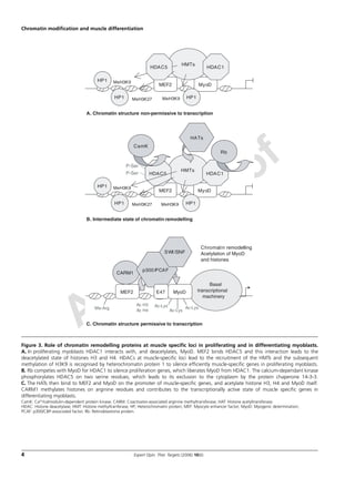 Author Proof
Chromatin modification and muscle differentiation
4 Expert Opin. Ther. Targets (2006) 10(6)
Figure 3. Role of chromatin remodelling proteins at muscle specific loci in proliferating and in differentiating myoblasts.
A. In proliferating myoblasts HDAC1 interacts with, and deacetylates, MyoD. MEF2 binds HDAC5 and this interaction leads to the
deacetylated state of histones H3 and H4. HDACs at muscle-specific loci lead to the recruitment of the HMTs and the subsequent
methylation of H3K9 is recognised by heterochromatin protein 1 to silence efficiently muscle-specific genes in proliferating myoblasts.
B. Rb competes with MyoD for HDAC1 to silence proliferation genes, which liberates MyoD from HDAC1. The calcium-dependant kinase
phosphorylates HDAC5 on two serine residues, which leads to its exclusion to the cytoplasm by the protein chaperone 14-3-3.
C. The HATs then bind to MEF2 and MyoD on the promoter of muscle-specific genes, and acetylate histone H3, H4 and MyoD itself.
CARM1 methylates histones on arginine residues and contributes to the transcriptionally active state of muscle specific genes in
differentiating myoblasts.
CamK: Ca2+/calmodulin-dependent protein kinase; CARM: Coactivator-associated arginine methyltransferase; HAT: Histone acetyltransferase;
HDAC: Histone deacetylase; HMT: Histone methyltranferase; HP; Heterochromatin protein; MEF: Myocyte enhancer factor; MyoD: Myogenic determination;
PCAF: p300/CBP-associated factor; Rb: Retinoblastoma protein.
A. Chromatin structure non-permissive to transcription
MyoD
HMTs
HDAC1
MeH3K9
MeH3K27
HP1
HP1
Mef2
HDAC5
HP1MeH3K9
MyoD
HMTs
HDAC1
MeH3K9
MeH3K27
HP1
HP1
Mef2
HDAC5
HP1MeH3K9
Rb
HATs
CamK
P-Ser
P-Ser
C. Chromatin structure permissive to transcription
CARM1
Basal
transcriptional
machinery
MyoD
Ac H3
Ac H4
p300/PCAF
Ac-Lys
Ac-Lys
Ac-Lys
E47Mef2
SWI/SNF
Me-Arg
Chromatin remodelling
Acetylation of MyoD
and histones
B. Intermediate state of chromatin remodelling
MyoD
HMTs
HDAC1
HP1
HP1
MEF2
HDAC5
HP1
MyoD
HMTs
HDAC1
HP1
HP1
MEF2
HDAC5
HP1
Rb
HATs
CamK
CARM1
Basal
transcriptional
machinery
MyoD
p300/PCAF
E47MEF2
SWI/SNF
 
