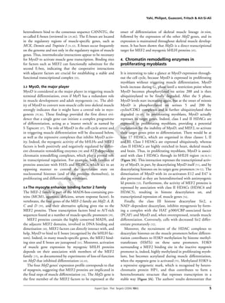 Author Proof
Yahi, Philipot, Guasconi, Fritsch & Ait-Si-Ali
Expert Opin. Ther. Targets (2006) 10(6) 5
heterodimers bind to the consensus sequence CANNTG, the
so-called E-boxes (reviewed in [29,30]). The E-boxes are located
in the regulatory regions of muscle-specific genes, such as
MCK, Desmin and Tropinin I [31,32]. E-boxes occur frequently
on the genome and not only in the regulatory region of muscle
genes. Thus, intermolecular interactions appear to be necessary
for MyoD to activate muscle gene transcription. Binding sites
for factors such as MEF2 can functionally substitute for the
second E-box, indicating that the cooperative interactions
with adjacent factors are crucial for establishing a stable and
functional transcriptional complex [33].
3.3 MyoD, the major player
MyoD is considered as the major player in triggering muscle
terminal differentiation, even if Myf5 has a redundant role
in muscle development and adult myogenesis [34]. The abil-
ity of MyoD to convert non-muscle cells into skeletal muscle
strongly indicates that it might have a central role in myo-
genesis [35,36]. These findings provided the first direct evi-
dence that a single gene can initiate a complex programme
of differentiation, acting as a ‘master switch’ as named by
S Tapscott [37]. The role of MyoD in the cell-cycle arrest and
in triggering muscle differentiation will be discussed below,
as well as the repressive complexes that inhibit MyoD activ-
ity. Indeed, the myogenic activity of the bHLHs and MEF2
factors is both positively and negatively regulated by differ-
ent chromatin remodelling enzymes [38] and ATP-dependent
chromatin remodelling complexes, which play a pivotal role
in transcriptional regulation. For example, both families of
proteins associate with HATs and HDACs, which act in an
opposing manner to control the acetylation state on
nucleosomal histones (and of the proteins themselves), in
proliferating and differentiating myoblasts.
3.4 The myocyte enhancer binding factor 2 family
The MEF-2 family is part of the MADS-box-containing pro-
teins (MCM1, agamous, deficiens, serum response factor). In
vertebrates, the four genes of the MEF-2 family are Mef2: A, B,
C and D [39], and their alternative splicing gives rise to the
MEF2 proteins. These transcription factors bind to A/T-rich
sequences found at a number of muscle-specific promoters [39].
MEF2 proteins contain the highly conserved MADS, and
the adjacent MEF2 domains, involved in DNA binding and
dimerisation [40]. MEF2 factors can directly interact with, and
help, MyoD to bind to E boxes (recognised by the bHLH fac-
tors). Indeed, in many muscle-specific genes, the MEF2 bind-
ing sites and E boxes are juxtaposed [41]. Moreover, activation
of muscle gene expression by myogenic bHLH proteins
depends on their association with members of the MEF2
family [15], as documented by experiments of loss-of-function
on Mef2 that inhibited differentiation [42,43].
The four Mef2 genes’ expression profile corresponds to that
of myogenin, suggesting that MEF2 proteins are implicated in
the final steps of muscle differentiation [44]. The Mef2c gene is
the first member of the MEF2 factors to be expressed at the
onset of differentiation of skeletal muscle lineage in vivo,
followed by the expression of the other Mef2 genes, and its
expression is maintained throughout skeletal muscle develop-
ment. It has been shown that Mef2c is a direct transcriptional
target for MEF2 and myogenic bHLH proteins [45].
4. Chromatin remodelling enzymes in
proliferating myoblasts
It is interesting to take a glance at MyoD expression through-
out the cell cycle, because MyoD is expressed in proliferating
myoblasts without triggering muscle differentiation. MyoD
levels increase during G1 phase until a restriction point where
MyoD becomes phosphorylated on serine 200 and is then
ubiquitinylated to be finally degraded. After the S phase,
MyoD levels start increasing again, but at the onset of mitosis
MyoD is phosphorylated on serines 5 and 200 by
cyclin/CDK1 complexes and is further ubiquitinylated then
degraded [46-49]. In proliferating myoblasts, MyoD actually
represses its target genes. Indeed, class I and II HDACs are
expressed in proliferating myoblasts, providing a potential
explanation for the inability of MyoD, and MEF2, to activate
their target genes prior to differentiation. There would be at
least 17 HDACs, which are organised in three classes: I, II
and III. Class I HDACs are expressed ubiquitously, whereas
class II HDACs are highly enriched in heart, skeletal muscle
and brain. Thus, in proliferating myoblasts, MyoD is associ-
ated with class I HDACs through its bHLH region [38,50,51]
(Figure 3A). This interaction represses the transcriptional activ-
ity of MyoD, in part, by deacetylating MyoD itself [51], and by
deacetylating histones on its target gene promoters [50-52]. The
dimerisation of MyoD with its co-activators E12 and E47 is
also prevented as they are heterodimerised with antimyogenic
Id protein [53]. Furthermore, the activity of MEF2 proteins is
repressed by association with class II HDACs (HDAC4 and
HDAC5), resulting in histone deacetylation on, and
transcriptional repression of, muscle genes [54].
Finally, the class III histone deacetylase Sir2, a
NAD+-dependent deacetylase, inhibits myogenesis by form-
ing a complex with the HAT p300/CBP-associated factor
(PCAF) and MyoD and, when overexpressed, retards muscle
differentiation. Conversely, cells with decreased Sir2 differ-
entiate prematurely [52].
Moreover, the recruitment of the HDAC complexes to
deacetylate histones on the muscle promoters before differen-
tiation contributes to H3K9 methylation by histone methyl-
transferases (HMTs) on these same promoters. H3K9
surrounding a MEF2 binding site in the inactive myogenin
promoter is, indeed, highly methylated in proliferating myob-
lasts, but becomes acetylated during muscle differentiation,
when the myogenin gene is activated [55]. Methylated H3K9 is
a repressive epigenetic mark, which is recognised by hetero-
chromatin protein HP1, and thus contributes to form a
heterochromatic structure that represses transcription in a
stable way (Figure 3A). The authors’ results demonstrate that
 