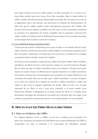 4
lame basale n’entoure à la fois la cellule satellite et la fibre musculaire. Il y a environ une à
cinq cellules satellites pour cent noyaux d’une fibre musculaire. Dans le muscle adulte, les
cellules satellites interviennent durant l’hypertrophie musculaire liée à l’exercice et au cours de
la régénération suite à une blessure, une dénervation ou l’absence de fonctionnement. En
effet, bien que les cellules satellites soient mitotiquement quiescentes chez l’adulte, elles
peuvent retrouver leur capacité à proliférer lors d’un stress ou d’un traumatisme, permettant
la croissance et la régénération du muscle. L’équilibre entre la quiescence, l’activation des
cellules satellites et l’induction de leur différenciation pour former de novo une fibre musculaire
sera développé dans la dernière section de ce chapitre.
I.1.3 Les cellules du fuseau neuromusculaire
L’innervation du muscle est importante pour sa mise en place et son maintien dans le muscle
adulte. L’absence d’innervation du muscle conduit d’ailleurs à la destruction progressive de la
fibre musculaire. L’importance de l’innervation du muscle pour le maintien de son intégrité
sera présentée dans la dernière section de ce chapitre.
Les fuseaux neuromusculaires comportent des cellules intra fusales (cellules striées modifiées,
spécialisées), des fibres nerveuses et des vaisseaux sanguins. Ce sont des formations allongées
dans le même sens que les cellules musculaires striées et sont répartis à l’intérieur de la partie
charnue du muscle. Chacun est délimité par une capsule conjonctive. Les cellules musculaires
intra-fusales constituent des mécanorécepteurs qui renseignent sur le degré d’étirement ou de
contraction du muscle. Elles sont de deux types : cellules musculaires à sac (qui renseignent
sur la vitesse de variation de la longueur du muscle) et cellules musculaires à chaîne (qui
codent en plus pour la longueur instantanée du muscle). Dans les deux cas, la partie
contractile de ces fibres se situe à leurs deux extrémités et la partie centrale reçoit
l’innervation afférente. L’allongement de la partie centrale des fibres est à l’origine d’une
déformation mécanique des terminaisons sensorielles qui s’enroulent dans cette région. Cela
entraîne un potentiel de récepteur qui remonte vers la moelle épinière et le cortex pariétal.
II. MISE EN PLACE DES FIBRES MUSCULAIRES STRIEES
II.1 Mise en évidence des MRFs
Les “Myogenic Regulatory Factors”, ou MRFs, ont été mis en évidence pour la première fois
grâce à des expériences de traitement des fibroblastes par un agent déméthylant de l’ADN, la
5-azacytidine. En effet, le traitement à la 5-azacytidine des fibroblastes induisait
 