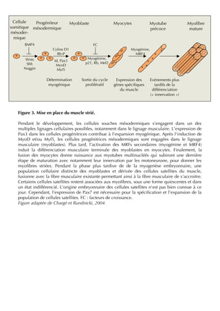 Figure 3. Mise en place du muscle strié.
Pendant le développement, les cellules souches mésodermiques s’engagent dans un des
multiples lignages cellulaires possibles, notamment dans le lignage musculaire. L’expression de
Pax3 dans les cellules progénitrices contribue à l’expansion myogénique. Après l’induction de
MyoD et/ou Myf5, les cellules progénitrices mésodermiques sont engagées dans le lignage
musculaire (myoblastes). Plus tard, l'activation des MRFs secondaires (myogénine et MRF4)
induit la différenciation musculaire terminale des myoblastes en myocytes. Finalement, la
fusion des myocytes donne naissance aux myotubes multinucléés qui subiront une dernière
étape de maturation avec notamment leur innervation par les motoneurone, pour donner les
myoﬁbres striées. Pendant la phase plus tardive de de la myogenèse embryonnaire, une
population cellulaire distincte des myoblastes et dérivée des cellules satellites du muscle,
fusionne avec la ﬁbre musculaire existante permettant ainsi à la ﬁbre musculaire de s'accroitre.
Certaiens cellules satellites restent associées aux myoﬁbres, sous une forme quiescentes et dans
un état indifférencié. L’origine embryonnaire des cellules satellites n’est pas bien connue à ce
jour. Cependant, l’expression de Pax7 est nécessaire pour la spéciﬁcation et l’expansion de la
population de cellules satellites. FC : facteurs de croissance.
Figure adaptée de Chargé et Rundnicki, 2004.
Progéniteur
mésodermique
Myogénine,
p21, Rb, Mef2
Cyline D1
Rb-P
Myoﬁbre
mature
Myotube
précoce
Myoblaste
Détermination
myogénique
Evénements plus
tardifs de la
différenciation
(« innervation »)
Myogénine,
MRF4
FC
Id, Pax3
MyoD
Myf5
MyocytesCellule
somitique
mésoder-
mique
Sortie du cycle
prolifératif
Expression des
gènes spéciﬁques
du muscle
BMP4
Wnts
Shh
Noggin
 