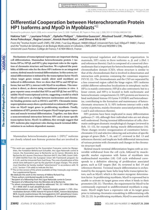 Differential Cooperation between Heterochromatin Protein
HP1 Isoforms and MyoD in Myoblasts*□S
Received for publication,April 4, 2008, and in revised form, June 25, 2008 Published, JBC Papers in Press,July 2, 2008, DOI 10.1074/jbc.M802647200
Hakima Yahi‡1,2
, Lauriane Fritsch‡1
, Ophelie Philipot‡3
, Valentina Guasconi‡
, Mouloud Souidi‡
, Philippe Robin‡
,
Anna Polesskaya‡
, Regine Losson§
, Annick Harel-Bellan‡
, and Slimane Ait-Si-Ali‡4
From the ‡
Institut Andre´ Lwoff, CNRS, FRE 2944, 7 rue Guy Moquet, 94800 Villejuif, Universite´ Paris-Sud, Villejuif F-94801, France
and the §
Institut de Ge´ne´tique et de Biologie Mole´culaire et Cellulaire, CNRS UMR 7104 and INSERM U 596,
Universite´ Louis Pasteur, Colle`ge de France, F-67404 Illkirch, France
Mechanisms of transcriptional repression are important during
cell differentiation. Mammalian heterochromatin protein 1 iso-
forms HP1␣, HP1␤, and HP1␥ play important roles in the regula-
tion of chromatin structure and function. We explored the possi-
bility of different roles for the three HP1 isoforms in an integrated
system,skeletalmuscleterminaldifferentiation.Inthissystem,ter-
minal differentiation is initiated by the transcription factor MyoD,
whose target genes remain mainly silent until myoblasts are
induced to differentiate. Here we show that HP1␣ and HP1␤ iso-
forms, but not HP1␥, interact with MyoD in myoblasts. This inter-
action is direct, as shown using recombinant proteins in vitro. A
gene reporter assay revealed that HP1␣ and HP1␤, but not HP1␥,
inhibit MyoD transcriptional activity, suggesting a model in which
MyoD could serve as a bridge between nucleosomes and chroma-
tin-binding proteins such as HDACs and HP1. Chromatin immu-
noprecipitationassaysshowapreferentialrecruitmentofHP1pro-
teins on MyoD target genes in proliferating myoblasts. Finally,
modulationofHP1proteinlevelimpairsMyoDtargetgeneexpres-
sion and muscle terminal differentiation. Together, our data show
a nonconventional interaction between HP1 and a tissue-specific
transcription factor, MyoD. In addition, they strongly suggest that
HP1 isoforms play important roles during muscle terminal differ-
entiation in an isoform-dependent manner.
Mammalian heterochromatin protein 1 (HP1)5
isoforms
are closely related non-histone proteins that are involved in
transcriptional regulation and chromatin organization. In
mammals, HP1 exists in three isoforms: ␣, ␤, and ␥ (Ref. 1
and references therein). Each is composed of a conserved chro-
modomain that is important for heterochromatin binding and a
chromoshadow domain (CSD), whose structure is similar to
that of the chromodomain that is involved in dimerization and
interaction with proteins containing the consensus sequence
PXVXL (2). The chromodomain and the CSD are separated by
a less conserved region called the hinge region. HP1 isoforms
exhibit different subnuclear localizations in interphasic nuclei:
HP1␣ is mainly centromeric; HP1␤ is also centromeric but to a
lesser extent; and HP1␥ is located in both euchromatic and
heterochromatic compartments (3). HP1 proteins are known to
bind methylated histone H3 lysine 9 (H3K9) and heterodimer-
ize, contributing to the formation and maintenance of hetero-
chromatic structures (4, 5). HP1 isoforms interact with a wide
variety of proteins, mainly chromatin-associated proteins (Refs.
1 and 6 and references therein).
HP1 proteins have been implicated in many differentiation
pathways (7–10), although their individual roles are not always
well understood. During terminal differentiation of cells, chro-
matin undergoes dramatic morphological changes (reviewed in
Refs. 11–13), for example during muscle differentiation (14).
These changes involve reorganization of constitutive hetero-
chromatin (15) and selective silencing and activation of specific
groups of genes (Refs. 7, 16, and 17; reviewed in Ref. 13 and
references therein) and implicate both differential interactions
of various proteins with chromatin and changes in the chroma-
tin structure itself.
Skeletal muscle terminal differentiation begins with an irre-
versible withdrawal from the cell cycle, followed by muscle-
specific marker expression with fusion of myoblasts into
multinucleated myotubes (18). Cell cycle withdrawal corre-
sponds to a definitive silencing of proliferation associated
genes, such as E2F targets (Ref. 16; reviewed in Ref. 19 and
references therein). Terminal muscle differentiation is orches-
trated by the myogenic basic helix loop helix transcription fac-
tors, such as MyoD, which is the master myogenic determina-
tion factor. In proliferating myoblasts, MyoD is expressed but is
unable to activate its target genes even when it binds to their
promoters (20, 21). Therefore, the requirement for MyoD to be
continuously expressed in undifferentiated myoblasts is enig-
matic. MyoD might have a repressive role at its target genes
prior to initiating chromatin remodeling in differentiating cells
(20, 22, 23). In proliferating myoblasts, MyoD is associated with
* This work was supported by the Association Franc¸aise contre les Myopa-
thies, the Fondation Bettencourt-Schueller, the Ligue Nationale contre le
Cancer, the Association pour la Recherche sur le Cancer, Ministe`re de la
Recherche ACI-Jeunes Chercheurs De´cision 04375, the CNRS, Grant LSHG-
CT-2004-502950 from the European Union 6th Framework program (to
A. H.-B.), and the Universite´ Paris-Sud Orsay. The costs of publication of this
article were defrayed in part by the payment of page charges. This article
must therefore be hereby marked “advertisement” in accordance with 18
U.S.C. Section 1734 solely to indicate this fact.
□S
The on-line version of this article (available at http://www.jbc.org) contains
four supplemental figures.
We dedicate this work to the memory of He´le`ne Richard-Foy.
1
These authors contributed equally to this work.
2
Recipient of a fellowship from the Ligue Nationale contre le Cancer.
3
Recipient of a fellowship from the Ministe`re de la Recherche.
4
To whom correspondence should be addressed. Tel.: 33-1-4958-3384; Fax:
33-1-4958-3307; E-mail: aitsiali@vjf.cnrs.fr.
5
The abbreviations used are: HP1, heterochromatin protein 1; CSD, chro-
moshadow domain; H3K9, histone H3 lysine 9; HDAC, histone deacetylase;
MCK, muscle creatine kinase; HA, hemagglutinin; GST, glutathione S-trans-
ferasel; ChIP, chromatin immunoprecipitation; IP, immunoprecipitation.
THE JOURNAL OF BIOLOGICAL CHEMISTRY VOL. 283, NO. 35, pp. 23692–23700, August 29, 2008
© 2008 by The American Society for Biochemistry and Molecular Biology, Inc. Printed in the U.S.A.
23692 JOURNAL OF BIOLOGICAL CHEMISTRY VOLUME 283•NUMBER 35•AUGUST 29, 2008
atCNRSonMarch26,2009www.jbc.orgDownloadedfrom
http://www.jbc.org/cgi/content/full/M802647200/DC1
Supplemental Material can be found at:
 