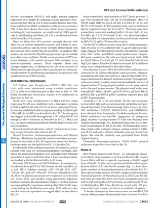 histone deacetylases (HDACs) and might actively suppress
expression of its targets by inducing a locally repressive chro-
matin structure (20, 24, 25). It is known that histone deacetyla-
tion contributes to H3K9 methylation on these same promoters
(22). It has been shown that some MyoD target promoters,
including p21 and myogenin, are methylated at H3K9 specifi-
cally in proliferating myoblasts (20, 22), a modification known
to be bound by HP1 proteins.
Here we show that HP1 proteins associate directly with
MyoD in an isoform-dependent manner and inhibit its tran-
scriptional activity. Indeed, MyoD interacts preferentially with
the isoforms HP1␣ and HP1␤, but not HP1␥. In addition, HP1
proteins are recruited to MyoD target promoters preferentially
in proliferating myoblasts. Finally, overexpression of HP1 iso-
forms interferes with muscle terminal differentiation in an
isoform-dependent manner. Taken together, these data
strongly suggest that, in addition to its role as an activator of
differentiation-specific genes, MyoD can also act as a transcrip-
tional repressor in proliferating myoblasts in cooperation with
specific isoforms of HP1 protein.
EXPERIMENTAL PROCEDURES
Cell Culture and Transfection—C2C12, HEK 293, and
HeLa cells were maintained using standard conditions.
C2C12 cells were differentiated as described in Ref. 16. The
biotin-streptavidin interaction studies were performed as
described in Ref. 26.
Stable Cell Lines Establishment—A HeLa cell line stably
expressing MyoD was established with a transgene encoding
for full-length MyoD, and C2C12 cell lines expressing HP1 iso-
forms were established with transgenes encoding for full-length
HP1␣, HP1␤, and HP1␥ as described in Ref. 27. The transgenes
were tagged with double hemagglutinin (HA) and double FLAG
epitopes at the N terminus as described in Ref. 27. HeLa and
C2C12 control cell lines transduced with the empty vector were
also established.
Protein Complex Purification—MyoD complex characteriza-
tion was performed as described in Ref. 27.
Protein Extraction, Coimmunoprecipitations, and Western
Blotting—The biotin-streptavidin interaction studies were per-
formed as described in Ref. 26. Expression vectors for biotiny-
latable proteins are kind gifts from Dr. V. Ogryzko (26).
For the study of the endogenous protein interactions, nuclear
extracts were used for immunoprecipitation overnight, after
which the immunoprecipitates were incubated with Ultralink
immobilized protein A/G (Pierce) for 2 h at room temperature
and washed with the dilution buffer 4–10 times.
Plasmids, GST Fusions, and GST Pulldown—Expression vec-
tors derived from pGEX for GST fusions of wild type HP1␣, ␤,
␥, and HP1␣ deletion mutants GST-HP1␣(1–119), GST-
HP1␣(1–66), and GST-HP1␣(67–119) were described in Ref.
28. All of the plasmid constructs were expressed in Escherichia
coli strain BL21 and purified using glutathione-Sepharose
beads according to the manufacturer (Sigma). Purified proteins
were quantified by Coomassie staining after SDS-PAGE sepa-
ration and by the Bradford protein assay. BL21 cells were also
used for bacterial expression of untagged MyoD as described in
Ref. 29.
Beads coated with equal amounts of GST fusion proteins (1
␮g) were incubated with 100 ng of recombinant MyoD in
NTEN buffer (100 mM NaCl, 20 Mm Tris-HCl, pH 8, 0.5 mM
EDTA, 0.1% Nonidet P-40) completed with protease inhibitors
(Roche Applied Science) for 4 h at 30 °C. The beads were then
washed four times with washing buffer (150 mM NaCl, 10 mM
Tris-HCl, pH 7.5, 0.1% Nonidet P-40, 1 mM phenylmethylsul-
fonyl fluoride) and resuspended, and the proteins were resolved
by SDS-PAGE gel for Western blot analysis.
For this GST pulldown assays using MyoD deletion mutants,
HEK 293 cells were transfected with 10 ␮g of expression plas-
mids of tagged MyoD (wild type MyoD) or its deletion mutants
(Cter, Nter, ⌬Cter, and ⌬Nter), using Lipofectamine (Qiagen).
48 h post-transfection, the cells were lysed in lysis buffer (300
mM NaCl, 50 mM Tris-HCl, pH 7.5, 0,4% Nonidet P-40, 10 mM
MgCl2) to extract MyoD or its deletion mutants. GST pulldown
assays were then performed as described above.
Gene Reporter Assays—HEK 293 cells at 60% confluence were
cotransfected by calcium phosphate coprecipitation. 24 h post-
transfection, the cells were lysed in a reporter lysis buffer (Pro-
mega, Charbonnie`res, France). Luciferase activity (Promega lucif-
erase assay system) was determined and normalized to the level of
␤-galactosidase (Promega ␤-galactosidase enzyme assay system)
and to the total protein amount. The plasmids used in the assay
were pEMSV-MyoD, pEMSV, pcDNA3-HP1␣, pcDNA3-HP1␤,
pcDNA3-HP1␥, pcDNA3, pMCK-Luciferase reporter gene, and
pCMV-␤-galactosidase.
Antibodies—The C-20 anti-MyoD, M-225 anti-myogenin,
normal rabbit IgG, and normal mouse IgG antibodies were pur-
chased from Santa Cruz Biotechnology (Santa Cruz, CA). Anti-
HP1 antibodies (2HP2G9, 1MOD1A9AS, and 2MOD1GC)
were obtained from Euromedex (Souffelweyersheim, France).
Rabbit polyclonal anti-Suv39h1 (suppressor of variegation
39h1) antibody (catalog number 07-550) was obtained from
Upstate Biotechnology, Inc.. Rabbit polyclonal anti-MCK anti-
body was developed by Dr. H. Ito (30). The horseradish perox-
idase-streptavidin conjugate (Sigma; catalog number S 2438),
anti-FLAG and anti-␣-tubulin antibodies were purchased from
Sigma. Rat anti-HA antibody was purchased from Roche
Applied Science.
Chromatin Immunoprecipitation (ChIP)—ChIP protocol
and primers have been described in Ref. 26.
RESULTS
HP1 Proteins Interact with MyoD—To exhaustively charac-
terize MyoD protein partners, we first purified MyoD complex
from a HeLa cell line ectopically expressing a double tagged
form of MyoD. To this end, we performed double affinity puri-
fication of the HA-FLAG-MyoD complex (Fig. 1A) from chro-
matin enriched in mononucleosomes (as described in Ref. 27).
Mass spectrometry analysis of MyoD complex confirmed some
“historical” partners of MyoD such as Id, E12/E47, and MEIS1,
and other partners that have never been described to interact
with MyoD, among them HP1 proteins, as confirmed by West-
ern blotting (Fig. 1B). Thus, MyoD can coexist with HP1 pro-
teins in the same complex, at least in an artificial cell system.
To further characterize these interactions, we used HEK 293
human cells to express biotinylatable forms of either MyoD or
HP1 and Terminal Differentiation
AUGUST 29, 2008•VOLUME 283•NUMBER 35 JOURNAL OF BIOLOGICAL CHEMISTRY 23693
atCNRSonMarch26,2009www.jbc.orgDownloadedfrom
 