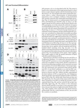 HP1 proteins ␣, ␤, or ␥ (as described in Ref. 26). The system is
based on the coexpression of the target protein fused to a short
biotin acceptor domain together with the biotinylating enzyme
BirA from E. coli. The strength of the biotin-streptavidin inter-
action allows a robust characterization of protein-protein
interactions, even in stringent conditions. Using biotinylated
HP1 proteins, detected with streptavidin-horseradish peroxi-
dase (Fig. 1C, bottom panel), we could precipitate MyoD with
HP1␣ and HP1␤ but not with HP1␥ (Fig. 1C, lanes 1–3). The
signal is specific for HP1␣ and ␤; we did not detect MyoD in the
HP1␥ precipitate, nor in the control cells, which do not express
any biotinylatable protein (Fig. 1C, lanes 1 and 4, respectively),
nor in the cells that express biotinylated HP1 proteins but not
MyoD (Fig. 1C, lanes 5–7). The level of ectopic MyoD was nor-
malized by Western blotting, and that of biotinylated HP1 pro-
teins was normalized by streptavidin-horseradish peroxidase
(Fig. 1C, bottom panel). The reverse experiment using biotiny-
lated MyoD and FLAG-tagged HP1 proteins (Fig. 1D, top panel)
led to the same conclusion: a preferential interaction of MyoD
with HP1␣ and HP1␤, but not with HP1␥. The precipitation of
biotinylated MyoD by streptavidin beads coprecipitated HP1␣
and HP1␤ but never HP1␥ (Fig. 1D, lanes 4–6). The coprecipi-
tation of HP1␣ and HP1␤ with biotinylated MyoD was specific,
because there was no signal in cells not transfected with the bio-
tinylated MyoD expressing vector (Fig. 1D, lanes 1–3). The
absence of an interaction between MyoD and HP1␥ is not due to a
low expression of this isoform, because this is shown in the bottom
panel of Fig. 1D (normalization of the inputs). Taken together,
these results confirm, in cells, the specific interaction of MyoD
with HP1␣ and HP1␤, but not HP1␥.
MyoD Interacts with HP1␣ and HP1␤, but Not with HP1␥, in
Proliferating Myoblasts—To confirm the interaction between
MyoD and HP1 proteins in a more physiological context, we
used C2C12 myoblasts. In this system, MyoD is expressed at a
low level in proliferating myoblasts, and its expression increases
upon initiation of terminal differentiation. Immunoprecipita-
tion (IP) experiments were performed using isoform-specific
anti-HP1 or anti-MyoD antibodies or an anti-Suv39h1 anti-
body as a positive control, because this H3K9 methylase is
known to interact with HP1. Indeed, Suv39h1 coprecipitated
the three isoforms of HP1 as expected (Fig. 2A). Endogenous
MyoD specifically coprecipitated endogenous HP1␣ and HP1␤,
but not HP1␥ (Fig. 2A), and the IgG control did not show any
HP1 signal (Fig. 2A). The results of the reciprocal IP confirmed
these conclusions: IP of HP1␣ or HP1␤, but not HP1␥, copre-
cipitated MyoD (Fig. 2B), and the control IP did not give any
detectable signal (Fig. 2B). The absence of the interaction
between MyoD and HP1␥ is not due to a low expression of the
latter, because this isoform is highly detected by Western blot-
ting. Taken together, these results show that MyoD interacts
preferentially with the ␣ and ␤ isoforms of HP1, but not with
the ␥ isoform, in myoblasts.
MyoD + ++ - - -
IP:bHP1
IB: α-MyoD
ΙΒ: MyoD
Str-HPO
A
HP1α
HP1β
HP1α
HP1β
HP1γ
MyoD + ++- - -
HP1α
HP1β
HP1γ
HP1α
HP1β
HP1γ
+
+
*
*
bMyoD
IP:bMyoD
IB: Flag
ΙΒ: Flag
-
1 2 3 4 5 6 7
1 2 3 4 5 6 7
-
HP1γ
C
Flag
HP1α
MyoD
Mock
HP1β
HP1γ
MW(KDa)
MyoDCom.
14
21
31
36
55
66
97
116
B
D
MyoD
FIGURE 1. Ectopically expressed MyoD interacts with endogenous HP1
proteins. A, silver staining the double affinity-purified MyoD complex iso-
lated from chromatin fractions in a HeLa cell line stably expressing FLAG-HA
tagged MyoD. MW, protein molecular weight marker. The molecular masses
of the markers are indicated. B, Western blot analysis of double purified FLAG-
HA-MyoD (MyoD) or eluate from HeLa control cells (Mock). C, top panel, West-
ern blotting with anti-MyoD on streptavidin-bead precipitates from HEK 293
cell extracts transfected with a MyoD expression vector (lanes 1–4) or with an
empty vector (lanes 5–7), along with expression vectors for the biotinylated
forms of HP1␣ (bHP1␣) (lanes 3 and 7), HP1␤ (lanes 2 and 6), HP1␥ (lanes 1 and
5), or the empty vector (lane 4). Middle and bottom panels, quantity control of
MyoD detected with an anti-MyoD antibody (middle panel) and biotinylated
HP1 detected using streptavidin-horseradish peroxidase conjugate (bottom
panel) in the inputs. D, top panel, Western blotting of anti-FLAG-HP1 of
streptavidin bead precipitates from HEK 293 cell extracts transfected with the
expression vector for FLAG-HP1␣ (lanes 1 and 4), FLAG-HP1␤ (lanes 2 and 5),
HP1␥ (lanes 3 and 6), or with the empty vector (lane 7), along with expression
vectors for the biotinylated form of MyoD (lanes 4–7) or the empty vector
(lanes 1–3). Middle and bottom panels, quantity control of biotinylated MyoD
(bMyoD)detectedusingstreptavidin-horseradishperoxidaseconjugate(mid-
dle panel) and that of FLAG-HP1 protein in the inputs as detected with an
anti-FLAG antibody (bottom panel). *, endogenous biotinylated proteins. IB,
immunoblot.
HP1 and Terminal Differentiation
23694 JOURNAL OF BIOLOGICAL CHEMISTRY VOLUME 283•NUMBER 35•AUGUST 29, 2008
atCNRSonMarch26,2009www.jbc.orgDownloadedfrom
 