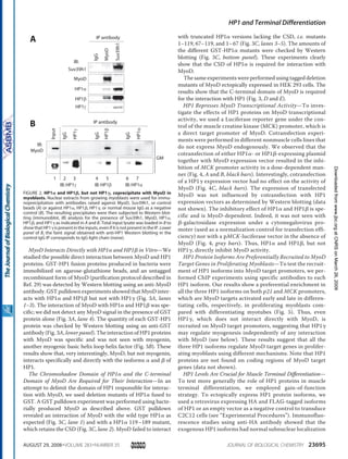 MyoD Interacts Directly with HP1␣ and HP1␤ in Vitro—We
studied the possible direct interaction between MyoD and HP1
proteins. GST-HP1 fusion proteins produced in bacteria were
immobilized on agarose-glutathione beads, and an untagged
recombinant form of MyoD (purification protocol described in
Ref. 29) was detected by Western blotting using an anti-MyoD
antibody. GST pulldown experiments showed that MyoD inter-
acts with HP1␣ and HP1␤ but not with HP1␥ (Fig. 3A, lanes
1–3). The interaction of MyoD with HP1␣ and HP1␤ was spe-
cific; we did not detect any MyoD signal in the presence of GST
protein alone (Fig. 3A, lane 4). The quantity of each GST-HP1
protein was checked by Western blotting using an anti-GST
antibody (Fig. 3A, lower panel). The interaction of HP1 proteins
with MyoD was specific and was not seen with myogenin,
another myogenic basic helix loop helix factor (Fig. 3B). These
results show that, very interestingly, MyoD, but not myogenin,
interacts specifically and directly with the isoforms ␣ and ␤ of
HP1.
The Chromoshadow Domain of HP1␣ and the C-terminal
Domain of MyoD Are Required for Their Interaction—In an
attempt to delimit the domain of HP1 responsible for interac-
tion with MyoD, we used deletion mutants of HP1␣ fused to
GST. A GST pulldown experiment was performed using bacte-
rially produced MyoD as described above. GST pulldown
revealed an interaction of MyoD with the wild type HP1␣ as
expected (Fig. 3C, lane 1) and with a HP1␣ 119–189 mutant,
which retains the CSD (Fig. 3C, lane 2). MyoD failed to interact
with truncated HP1␣ versions lacking the CSD, i.e. mutants
1–119, 67–119, and 1–67 (Fig. 3C, lanes 3–5). The amounts of
the different GST-HP1␣ mutants were checked by Western
blotting (Fig. 3C, bottom panel). These experiments clearly
show that the CSD of HP1␣ is required for interaction with
MyoD.
The same experiments were performed using tagged deletion
mutants of MyoD ectopically expressed in HEK 293 cells. The
results show that the C-terminal domain of MyoD is required
for the interaction with HP1 (Fig. 3, D and E).
HP1 Represses MyoD Transcriptional Activity—To inves-
tigate the effects of HP1 proteins on MyoD transcriptional
activity, we used a Luciferase reporter gene under the con-
trol of the muscle creatine kinase (MCK) promoter, which is
a direct target promoter of MyoD. Cotransfection experi-
ments were performed in different nonmuscle cells lines that
do not express MyoD endogenously. We observed that the
cotransfection of either HP1␣- or HP1␤-expressing plasmid
together with MyoD expression vector resulted in the inhi-
bition of MCK promoter activity in a dose-dependent man-
ner (Fig. 4, A and B, black bars). Interestingly, cotransfection
of a HP1␥ expression vector had no effect on the activity of
MyoD (Fig. 4C, black bars). The expression of transfected
MyoD was not influenced by cotransfection with HP1
expression vectors as determined by Western blotting (data
not shown). The inhibitory effect of HP1␣ and HP1␤ is spe-
cific and is MyoD-dependent. Indeed, it was not seen with
␤-galactosidase expression under a cytomegalovirus pro-
moter (used as a normalization control for transfection effi-
ciency) nor with a pMCK-luciferase vector in the absence of
MyoD (Fig. 4, gray bars). Thus, HP1␣ and HP1␤, but not
HP1␥, directly inhibit MyoD activity.
HP1 Protein Isoforms Are Preferentially Recruited to MyoD
Target Genes in Proliferating Myoblasts—To test the recruit-
ment of HP1 isoforms into MyoD target promoters, we per-
formed ChIP experiments using specific antibodies to each
HP1 isoform. Our results show a preferential enrichment in
all the three HP1 isoforms on both p21 and MCK promoters,
which are MyoD targets activated early and late in differen-
tiating cells, respectively, in proliferating myoblasts com-
pared with differentiating myotubes (Fig. 5). Thus, even
HP1␥, which does not interact directly with MyoD, is
recruited on MyoD target promoters, suggesting that HP1␥
may regulate myogenesis independently of any interaction
with MyoD (see below). These results suggest that all the
three HP1 isoforms regulate MyoD target genes in prolifer-
ating myoblasts using different mechanisms. Note that HP1
proteins are not found on coding regions of MyoD target
genes (data not shown).
HP1 Levels Are Crucial for Muscle Terminal Differentiation—
To test more generally the role of HP1 proteins in muscle
terminal differentiation, we employed gain-of-function
strategy. To ectopically express HP1 protein isoforms, we
used a retrovirus expressing HA and FLAG-tagged isoforms
of HP1 or an empty vector as a negative control to transduce
C2C12 cells (see “Experimental Procedures”). Immunofluo-
rescence studies using anti-HA antibody showed that the
exogenous HP1 isoforms had normal subnuclear localization
IgG
MyoD
Suv39h1
MyoD
IB:
Suv39h1
HP1α
IP antibody
HP1γ
HP1β
A
B
IB:
MyoD
lnput
IgG
IgG
IP antibody
IgG
HP1γ
HP1β
HP1α
IB:HP1γ IB:HP1β IB:HP1α
1 32 4 5 6 7
GM
FIGURE 2. HP1␣ and HP1␤, but not HP1␥, coprecipitate with MyoD in
myoblasts. Nuclear extracts from growing myoblasts were used for immu-
noprecipitation with antibodies raised against MyoD, Suv39h1, or control
beads (A) or against HP1␣, HP1␤, HP1␥, or normal mouse IgG as a negative
control (B). The resulting precipitates were then subjected to Western blot-
ting (immunoblot, IB) analysis for the presence of Suv39h1, MyoD, HP1␣,
HP1␤, and HP1␥ as indicated in A and B. Total input lysate was loaded in B to
showthatHP1␥ispresentintheinputs,evenifitisnotpresentintheIP. Lower
panel of B, the faint signal obtained with anti-HP1 Western blotting in the
control IgG IP corresponds to IgG light chain (noise).
HP1 and Terminal Differentiation
AUGUST 29, 2008•VOLUME 283•NUMBER 35 JOURNAL OF BIOLOGICAL CHEMISTRY 23695
atCNRSonMarch26,2009www.jbc.orgDownloadedfrom
 
