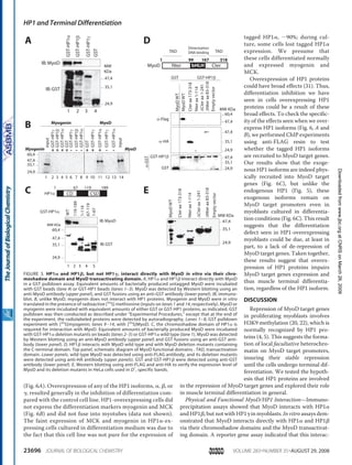 (Fig. 6A). Overexpression of any of the HP1 isoforms, ␣, ␤, or
␥, resulted generally in the inhibition of differentiation com-
pared with the control cell line. HP1-overexpressing cells did
not express the differentiation markers myogenin and MCK
(Fig. 6B) and did not fuse into myotubes (data not shown).
The faint expression of MCK and myogenin in HP1␣-ex-
pressing cells cultured in differentiation medium was due to
the fact that this cell line was not pure for the expression of
tagged HP1␣, ϳ90%; during cul-
ture, some cells lost tagged HP1␣
expression. We presume that
these cells differentiated normally
and expressed myogenin and
MCK.
Overexpression of HP1 proteins
could have broad effects (31). Thus,
differentiation inhibition we have
seen in cells overexpressing HP1
proteins could be a result of these
broad effects. To check the specific-
ity of the effects seen when we over-
express HP1 isoforms (Fig. 6, A and
B), we performed ChIP experiments
using anti-FLAG resin to test
whether the tagged HP1 isoforms
are recruited to MyoD target genes.
Our results show that the exoge-
nous HP1 isoforms are indeed phys-
ically recruited into MyoD target
genes (Fig. 6C), but unlike the
endogenous HP1 (Fig. 5), these
exogenous isoforms remain on
MyoD target promoters even in
myoblasts cultured in differentia-
tion conditions (Fig. 6C). This result
suggests that the differentiation
defect seen in HP1-overexpressing
myoblasts could be due, at least in
part, to a lack of de-repression of
MyoD target genes. Taken together,
these results suggest that overex-
pression of HP1 proteins impairs
MyoD target genes expression and
thus muscle terminal differentia-
tion, regardless of the HP1 isoform.
DISCUSSION
Repression of MyoD target genes
in proliferating myoblasts involves
H3K9 methylation (20, 22), which is
normally recognized by HP1 pro-
teins (4, 5). This suggests the forma-
tion of local facultative heterochro-
matin on MyoD target promoters,
insuring their stable repression
until the cells undergo terminal dif-
ferentiation. We tested the hypoth-
esis that HP1 proteins are involved
in the repression of MyoD target genes and explored their role
in muscle terminal differentiation in general.
Physical and Functional MyoD/HP1 Interaction—Immuno-
precipitation assays showed that MyoD interacts with HP1␣
and HP1␤, but not with HP1␥ in myoblasts. In vitro assays dem-
onstrated that MyoD interacts directly with HP1␣ and HP1␤
via their chromoshadow domains and the MyoD transactivat-
ing domain. A reporter gene assay indicated that this interac-
A
IB:MyoD
IB:GST
GST-HP1α
GST-HP1β
GST-HP1γ
GST
1 32 4
WT
119-189
1-119
67-119
1-67
C
IB:MyoD
IB:GST
CD CSD
1 67 119 189
HP1α
1 32 4 5
GST-HP1α:
MyoDWT
MyoDWT
Cteraa173-318
Nteraa1-114
∆Cteraa1-241
∆Nteraa83-318
GST-HP1βGST
Emptyvector
α-Flag
α-GST
GST-HP1β
GST
α-HA
D
1 31899 167
CterNter bHLH
TAD
Dimerization
DNA binding TAD
MyoD
GST
GST-HP1α
GST-HP1β
GST-HP1γ
GST
GST-HP1α
GST-HP1γ
input
input
GST-HP1α
GST-HP1γ
GST-HP1β
GST-HP1α
GST-HP1γ
+ --- --+ + + +++
1 2 3 4 5 6 7 8 9 10 11 12 13 14
MyoDMyogenin
MyoDMyogenin
B
MyoDWT
Cteraa173-318
Nteraa1-114
∆Cteraa1-241
∆Nteraa83-318
Emptyvector
E
*
*
*
* *
35,1
47,4
24,9
24,9
35,1
47,4
35,1
47,4
60,4
24,9
MW
KDa
MW KDa
MW KDa
y
MW KDa
35,1
*
*
*
*
*
47,4
35,1
24,9
47,4
60,4
24,9
35,1
47,4
24,9
47,4
60,4
FIGURE 3. HP1␣ and HP1␤, but not HP1␥, interact directly with MyoD in vitro via their chro-
moshadow domain and MyoD transactivating domain. A, HP1␣ and HP1␤ interact directly with MyoD
in a GST pulldown assay. Equivalent amounts of bacterially produced untagged MyoD were incubated
with GST beads (lane 4) or GST-HP1 beads (lanes 1–3). MyoD was detected by Western blotting using an
anti-MyoD antibody (upper panel), and GST fusions using an anti-GST antibody (lower panel). IB, immuno-
blot. B, unlike MyoD, myogenin does not interact with HP1 proteins. Myogenin and MyoD were in vitro
translated in the presence of radioactive [35
S] methionine (inputs on lanes 1 and 14, respectively). MyoD or
myogenin were incubated with equivalent amounts of either GST or GST-HP1 proteins, as indicated. GST
pulldown was then conducted as described under “Experimental Procedures,” except that at the end of
the experiment, the radiolabeled proteins were detected by autoradiography. Lanes 1–8, GST pulldown
experiment with [35
S]myogenin; lanes 9–14, with [35
S]MyoD. C, the chromoshadow domain of HP1␣ is
required for interaction with MyoD. Equivalent amounts of bacterially produced MyoD were incubated
with GST-HP1␣ deletion mutants on beads (lanes 2–5) or GST-HP1␣ wild type (lane 1). MyoD was detected
by Western blotting using an anti-MyoD antibody (upper panel) and GST fusions using an anti-GST anti-
body (lower panel). D, HP1␤ interacts with MyoD wild type and with MyoD deletion mutants containing
the C-terminal domain. Top panel, schematic diagram of MyoD functional domains . TAD, transactivation
domain. Lower panels, wild type MyoD was detected using anti-FLAG antibody, and its deletion mutants
were detected using anti-HA antibody (upper panels). GST and GST-HP1␤ were detected using anti-GST
antibody (lower panel). E, Western blotting using anti-FLAG and anti-HA to verify the expression level of
MyoD and its deletion mutants in HeLa cells used in D*
, specific bands.
HP1 and Terminal Differentiation
23696 JOURNAL OF BIOLOGICAL CHEMISTRY VOLUME 283•NUMBER 35•AUGUST 29, 2008
atCNRSonMarch26,2009www.jbc.orgDownloadedfrom
 
