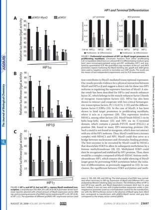 tion contributes to MyoD-mediated transcriptional repression.
Our results provide evidence for a physical interaction between
MyoD and HP1␣/␤ and suggest a direct role for these two HP1
isoforms in regulating the repressive function of MyoD. A sim-
ilar result has been described for HP1␣ and muscle enhancer
factor 2C, which belongs to the muscle enhancer factor 2 family
of myogenic transcription factors (22). HP1␣ has also been
shown to interact and cooperate with two critical hematopoi-
etic transcription factors, PU.1/GATA-1 (32) and the differen-
tiation factor C/EBP␣ (33). In the case of MyoD, it has been
shown to bind target promoters in proliferating myoblasts,
where it acts as a repressor (20). This repression involves
HDACs, among other factors (25). MyoD binds HDAC1 via its
helix-loop-helix domain (25) and HP1 via its C-terminal
domain, which contains a pseudo-PXVXL motif (PALLL) at
position 266, found in many HP1-interacting proteins (34).
Such a motif is not found in myogenin, which does not interact
with any of the HP1 isoforms. Thus, MyoD could form a ternary
complex with HDAC1 and HP1. MyoD could thus serve as a
bridge between nucleosomes and chromatin-binding proteins.
The first enzymes to be recruited by MyoD could be HDACs
that deacetylate H3K9 to allow its subsequent methylation by a
histone methyltransferase (20, 22). Methylated H3K9 could
then be recognized and stabilized by HP1 proteins. Thus, there
would be a complex composed of MyoD-HDAC-histone meth-
yltransferase-HP1, which ensures the stable silencing of MyoD
target genes by preventing H3K9 acetylation before the initia-
tion of differentiation, as previously suggested in: (22). In con-
clusion, the equilibrium between H3K9 acetylation and meth-
A
B
C
Relativeluciferase/βgalactivityRelativeluciferase/βgalactivity
10
20
30
40
50
60
70
80
90
HP1α
10
20
30
40
50
60
70
80
90
HP1β
HP1γ
Relativeluciferase/βgalactivity
10
20
30
40
50
60
pEMSV-MyoD pEMSV
FIGURE 4. HP1␣ and HP1␤, but not HP1␥, repress MyoD-mediated tran-
scription. Cotransfection into HEK 293 cells of an MCK promoter-driven lucif-
erase reporter plasmid with a fixed amount of MyoD expression vector (800
ng),andincreasingamountsofpcDNA3vectorexpressingHP1␣(A),HP1␤(B),
or HP1␥ (C). The quantities of different pcDNA3-HP1 expression vectors used
were: 0, 100, 200, 300, and 500 ng. The total amount of pcDNA3 was normal-
ized when necessary to 500 ng. Expression of MyoD and different HP1s was
analyzed by Western blotting (data not shown). The inhibitory effect of HP1␣
and HP1␤ was specific and MyoD-dependent (compare black bars to gray
bars). Indeed, it was not seen with ␤-galactosidase expression under a cyto-
megalovirus promoter (used as a normalization control for the transfection),
nor with the MCK-luciferase vector in the absence of MyoD (gray bars). Black
bars correspond to transfections with pEMSV-MyoD vector, and gray bars
correspond to the empty vector control pEMSV.
MCK promoter
Proliferation Differentiation
HP1α HP1β HP1γChIP Ab
Relativeassociation
0,2
0,4
0,6
0,8
1
p21 promoter
Relativeassociation
HP1α HP1β HP1γChIP Ab
0,2
0,4
0,6
0,8
1
Proliferation Differentiation
FIGURE 5. Preferential recruitment of HP1 on MyoD target promoters in
proliferating myoblasts. Chromatin fractions from either proliferating
C2C12 myoblasts (black bars) or cultured 48 h in differentiating medium (gray
bars) were immunoprecipitated using anti-HP1 antibodies (HP1) and ana-
lyzed by quantitative PCR. We quantified copy numbers of the p21 and MCK
promoters regions harboring the MyoD-binding site. gapdh and 36B4 genes
were used as negative controls to normalize our ChIP results. The results are
the means of two independent experiments and six PCR measurements.
HP1 and Terminal Differentiation
AUGUST 29, 2008•VOLUME 283•NUMBER 35 JOURNAL OF BIOLOGICAL CHEMISTRY 23697
atCNRSonMarch26,2009www.jbc.orgDownloadedfrom
 