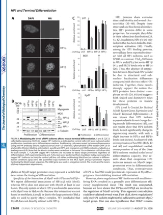 ylation at MyoD target promoters may represent a switch that
determines the timing of differentiation.
Specificity of the Interaction of MyoD with HP1␣ and HP1␤—
We report differential associations of HP1␣/␤ with MyoD,
whereas HP1␥ does not associate with MyoD, at least in our
hands. The only system in which HP1␥ was found in association
with MyoD was in HeLa cells. Because this interaction was not
found in myoblasts, it could be due to the large amount of HeLa
cells we used to purify MyoD complex. We concluded that
MyoD does not directly interact with HP1␥.
HP1 proteins share extensive
structural identity and several char-
acteristics (35–40). Despite these
structural and biochemical similari-
ties, HP1 proteins differ in some
properties. For example, they differ
in their subnuclear distribution (28,
41, 42). In addition, HP1␥ is the only
isoform that has been linked to tran-
scription activation (43). Finally,
among the HP1 binding proteins,
several have been reported to inter-
act with all HP1 isoforms, such as
SP100; in contrast, TAFII130 binds
to HP1␣ and HP1␥, but not to HP1␤
(41), and BRG1 binds only to HP1␣
(28). Thus, the absence of interac-
tion between MyoD and HP1␥ could
be due to structural and sub-
nuclear localization differences
compared with the two other HP1
isoforms. Together, these results
strongly support the notion that
HP1 proteins form distinct com-
plexes in cells (28, 44) and suggests
both shared and distinctive roles
for these proteins in muscle
development.
HP1 Level Is Crucial for Skeletal
MyoD Target Genes Expression and
Muscle Terminal Differentiation—It
was shown that HP1 isoform
expression levels do not change dur-
ing muscle differentiation (45), and
our results show that HP1 isoform
levels do not significantly change in
regenerating muscle, with only a
slight increase in HP1␣ and HP1␥
levels (not shown). As observed with
overexpression of Suv39h1 (Refs. 42
and 46) and unpublished results),
overexpression of any of the three
HP1 isoforms resulted in the loss of
differentiation capacity. Our re-
sults show that exogenous HP1
isoforms remain on MyoD target
promoters even in differentiation
conditions. Thus, overexpression
of HP1 or Suv39h1 could preclude de-repression of MyoD tar-
get genes, thus inhibiting terminal differentiation.
However, down-regulation of HP1 isoforms with small inter-
fering RNAs resulted in a generally poor differentiation effi-
ciency (supplemental data). This result was unexpected,
because we have shown that HP1␣ and HP1␤ are involved in
the regulation of MyoD activity. This apparent contradiction
could be explained several ways. First of all, down-regulation of
only one HP1 isoform might not be sufficient to activate MyoD
target genes. One can also hypothesize that H3K9 remains
A
HP1α
HP1β
HP1γ
α-Tubulin
end.
ex.
end.
ex.
end.
ex.
Proliferation Differentiation
ib:
Myogenin39
28
MW
28
28
28
51
C2C12:
*
HP1α
HP1β
HP1γ
ctrl
MCK51
DAPI HA
HP1α
HP1β
HP1γ
ctrl
HP1α
HP1β
HP1γ
ctrl
B
ItgA7
5
10
15
20
25
30
35
40
HP1α HP1β HP1γ
HP1α HP1β HP1γ
Relativeenrichment
p21
ChIP Flag:
10
20
30
40
50
60
70
80
ctrl
ctrl
MCK
Relativeenrichment
HP1α HP1β HP1γChIP Flag: ctrl
Relativeenrichment
Proliferation Differentiation
C
2
4
6
8
10
ChIP Flag:
FIGURE 6. Modulating the levels of HP1 isoforms affects muscle terminal differentiation. A and B, C2C12
cells stably expressing HA-FLAG tagged HP1 isoforms as indicated or control cells (ctrl) were cultured under
proliferation conditions or in differentiation medium. Proliferating cells were tested by immunofluorescence
using anti-HA antibody (Roche Applied Science) and 4Ј,6Ј-diamino-2-phenylindole (DAPI) to stain DNA (A) or
analyzed by Western blotting with isoform-specific anti-HP1, anti-myogenin, anti-MCK, and anti-␣-tubulin as a
loading control (B). Note that the kinetic studies were carried out in the same 10-cm-diameter cell culture dish
for each sample. C, FLAG-HA tagged HP1 isoforms are recruited to MyoD target promoters regardless of
differentiation. ChIP experiments using anti-FLAG resin were performed from myoblasts stably expressing the
tagged HP1 isoforms (or from the control cell line, ctrl) either proliferating (black bars) or cultured in differen-
tiation conditions (gray bars). We quantified copy numbers of the MCK, ItgA7, and p21 promoter regions
harboring the MyoD target sequence. The 36B4 gene was used as a negative control. The results are the means
of three independent experiments.
HP1 and Terminal Differentiation
23698 JOURNAL OF BIOLOGICAL CHEMISTRY VOLUME 283•NUMBER 35•AUGUST 29, 2008
atCNRSonMarch26,2009www.jbc.orgDownloadedfrom
 