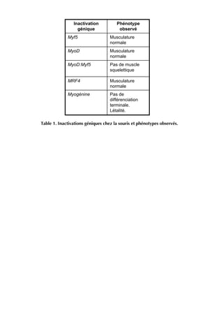 Pas de
différenciation
terminale.
Létalité.
Myogénine
Musculature
normale
MRF4
Pas de muscle
squelettique
MyoD:Myf5
Musculature
normale
MyoD
Musculature
normale
Myf5
Phénotype
observé
Inactivation
génique
Table 1. Inactivations géniques chez la souris et phénotypes observés.
 