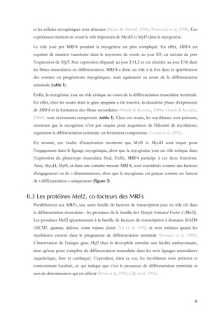 6
et les cellules myogéniques sont absentes (Braun & Arnold, 1996); Petrovick et al, 1998). Ces
expériences mettent en avant le rôle important de MyoD et Myf5 dans la myogenèse.
Le rôle joué par MRF4 pendant la myogenèse est plus compliqué. En effet, MRF4 est
exprimé de manière transitoire dans le myotome de souris au jour E9, en suivant de près
l’expression de Myf5. Son expression disparaît au jour E11,5 et est réinitiée au jour E16 dans
les fibres musculaires en différenciation. MRF4 a donc un rôle à la fois dans la spécification
des somites en progéniteurs myogéniques, mais également au cours de la différenciation
terminale (table 1).
Enfin, la myogénine joue un rôle critique au cours de la différenciation musculaire terminale.
En effet, chez les souris dont le gène myogénine a été inactivé, la deuxième phase d’expression
de MRF4 et la formation des fibres secondaires (Ontell & Kozeka, 1984a; Ontell & Kozeka,
1984b) sont sévèrement compromis (table 1). Chez ces souris, les myoblastes sont présents,
montrant que la myogénine n’est pas requise pour acquisition de l’identité de myoblastes,
cependant la différenciation terminale est fortement compromise (Venuti et al, 1995).
En résumé, ces études d’inactivation montrent que Myf5 et MyoD sont requis pour
l’engagement dans le lignage myogénique, alors que la myogénine joue un rôle critique dans
l’expression du phénotype musculaire final. Enfin, MRF4 participe à ces deux fonctions.
Ainsi, MyoD, Myf5, et dans une certaine mesure MRF4, sont considérés comme des facteurs
d’engagement ou de « détermination», alors que la myogénine est perçue comme un facteur
de « différenciation » uniquement (figure 3).
II.3 Les protéines Mef2, co-facteurs des MRFs
Parallèlement aux MRFs, une autre famille de facteurs de transcription joue un rôle clé dans
la différenciation musculaire : les protéines de la famille des Myocyte Enhancer Factor 2 (Mef2).
Les protéines Mef2 appartiennent à la famille de facteurs de transcription à domaine MADS
(MCM1, agamous, deficiens, serum response factor) (Yu et al, 1992) et sont induites quand les
myoblastes entrent dans le programme de différenciation terminale (Gossett et al, 1989).
L’inactivation de l’unique gène Mef2 chez la drosophile entraîne une létalité embryonnaire,
ainsi qu’une perte complète de différenciation musculaire dans les trois lignages musculaires
(squelettique, lisse et cardiaque). Cependant, dans ce cas, les myoblastes sont présents et
correctement localisés, ce qui indique que c’est le processus de différenciation terminale et
non de détermination qui est affecté (Bour et al, 1995; Lilly et al, 1995).
 