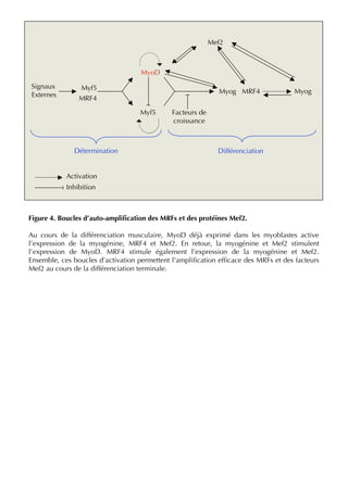 Figure 4. Boucles d’auto-ampliﬁcation des MRFs et des protéines Mef2.
Au cours de la différenciation musculaire, MyoD déjà exprimé dans les myoblastes active
l’expression de la myogénine, MRF4 et Mef2. En retour, la myogénine et Mef2 stimulent
l’expression de MyoD. MRF4 stimule également l’expression de la myogénine et Mef2.
Ensemble, ces boucles d’activation permettent l'ampliﬁcation efﬁcace des MRFs et des facteurs
Mef2 au cours de la différenciation terminale.
Signaux
Externes
Facteurs de
croissance
MyoD
Myf5
Détermination Différenciation
Myog
Activation
Inhibition
Myf5
MRF4
Mef2
Myog MRF4
 