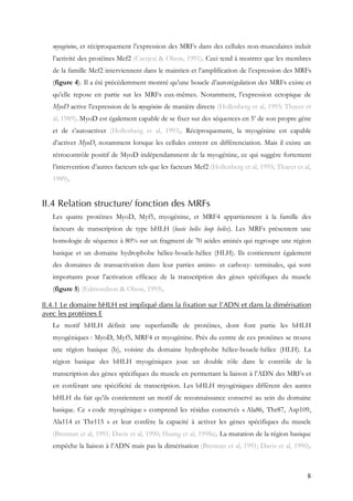 8
myogénine, et réciproquement l’expression des MRFs dans des cellules non-musculaires induit
l’activité des protéines Mef2 (Cserjesi & Olson, 1991). Ceci tend à montrer que les membres
de la famille Mef2 interviennent dans le maintien et l’amplification de l’expression des MRFs
(figure 4). Il a été précédemment montré qu’une boucle d’autorégulation des MRFs existe et
qu’elle repose en partie sur les MRFs eux-mêmes. Notamment, l’expression ectopique de
MyoD active l’expression de la myogénine de manière directe (Hollenberg et al, 1993; Thayer et
al, 1989). MyoD est également capable de se fixer sur des séquences en 5’ de son propre gène
et de s’autoactiver (Hollenberg et al, 1993). Réciproquement, la myogénine est capable
d’activer MyoD, notamment lorsque les cellules entrent en différenciation. Mais il existe un
rétrocontrôle positif de MyoD indépendamment de la myogénine, ce qui suggère fortement
l’intervention d’autres facteurs tels que les facteurs Mef2 (Hollenberg et al, 1993; Thayer et al,
1989).
II.4 Relation structure/ fonction des MRFs
Les quatre protéines MyoD, Myf5, myogénine, et MRF4 appartiennent à la famille des
facteurs de transcription de type bHLH (basic helix loop helix). Les MRFs présentent une
homologie de séquence à 80% sur un fragment de 70 acides aminés qui regroupe une région
basique et un domaine hydrophobe hélice-boucle-hélice (HLH). Ils contiennent également
des domaines de transactivation dans leur parties amino- et carboxy- terminales, qui sont
importants pour l’activation efficace de la transcription des gènes spécifiques du muscle
(figure 5) (Edmondson & Olson, 1993).
II.4.1 Le domaine bHLH est impliqué dans la fixation sur l’ADN et dans la dimérisation
avec les protéines E
Le motif bHLH définit une superfamille de protéines, dont font partie les bHLH
myogéniques : MyoD, Myf5, MRF4 et myogénine. Près du centre de ces protéines se trouve
une région basique (b), voisine du domaine hydrophobe hélice-boucle-hélice (HLH). La
région basique des bHLH myogéniques joue un double rôle dans le contrôle de la
transcription des gènes spécifiques du muscle en permettant la liaison à l’ADN des MRFs et
en conférant une spécificité de transcription. Les bHLH myogéniques diffèrent des autres
bHLH du fait qu’ils contiennent un motif de reconnaissance conservé au sein du domaine
basique. Ce « code myogénique » comprend les résidus conservés « Ala86, Thr87, Asp109,
Ala114 et Thr115 » et leur confère la capacité à activer les gènes spécifiques du muscle
(Brennan et al, 1991; Davis et al, 1990; Huang et al, 1998a). La mutation de la région basique
empêche la liaison à l’ADN mais pas la dimérisation (Brennan et al, 1991; Davis et al, 1990).
 