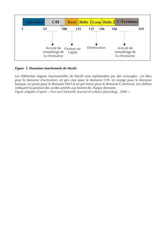 Figure 5. Domaines fonctionnels de MyoD.
Les différentes régions fonctionnelles de MyoD sont représentées par des rectangles : en bleu
pour le domaine d’activation, en gris clair pour le domaine C/H, en orange pour le domaine
basique, en jaune pour le domaine HLH et en gris foncé pour le domaine C-terminal. Les chiffres
indiquent la position des acides aminés aux bornes de chaque domaine.
Figure adaptée d’après « Puri and Sartorelli, Journal of cellular physiology, 2000 ».
1 53 108 125 137 146 166 319
Activité de
remodelage de
la chromatine
Activité de
remodelage de
la chromatine
DimérisationFixation sur
l’ADN
 