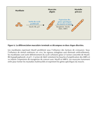 Myotube
précoce
Myoblaste
Myocytes
alignés
Sortie du cycle
prolifératif
Expression des
gènes spéciﬁques
du muscle & fusion
Figure 6. La différenciation musculaire terminale se décompose en deux étapes discrètes.
Les myoblastes exprimant MyoD prolifèrent sous l’inﬂuence des facteurs de croissance. Sous
l’inﬂuence de stimuli extérieurs (ex vivo, les signaux mitogènes sont diminués artiﬁciellement),
les myoblastes vont sortir déﬁnitivement du cycle cellulaire grâce à l’action concertée de MyoD,
Rb hypophosphorylé, et p21. L’action de Mef2 entretient les boucles d’ampliﬁcation des MRFs et
va induire l’expression de myogénine de concert avec MyoD et MRF4. Les myocytes fusionnent
enﬁn pour former les myotubes multinucléés et expriment les gènes spéciﬁques du muscle.
MyoD, Rb, p21 Myogénine, MyoD,
Mef2, MRF4
 