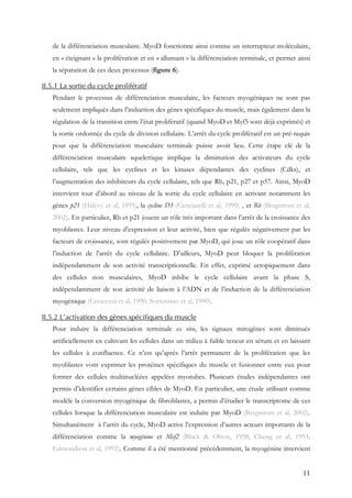11
de la différenciation musculaire. MyoD fonctionne ainsi comme un interrupteur moléculaire,
en « éteignant » la prolifération et en « allumant » la différenciation terminale, et permet ainsi
la séparation de ces deux processus (figure 6).
II.5.1 La sortie du cycle prolifératif
Pendant le processus de différenciation musculaire, les facteurs myogéniques ne sont pas
seulement impliqués dans l’induction des gènes spécifiques du muscle, mais également dans la
régulation de la transition entre l’état prolifératif (quand MyoD et Myf5 sont déjà exprimés) et
la sortie ordonnée du cycle de division cellulaire. L’arrêt du cycle prolifératif est un pré-requis
pour que la différenciation musculaire terminale puisse avoir lieu. Cette étape clé de la
différenciation musculaire squelettique implique la diminution des activateurs du cycle
cellulaire, tels que les cyclines et les kinases dépendantes des cyclines (Cdks), et
l’augmentation des inhibiteurs du cycle cellulaire, tels que Rb, p21, p27 et p57. Ainsi, MyoD
intervient tout d’abord au niveau de la sortie du cycle cellulaire en activant notamment les
gènes p21 (Halevy et al, 1995), la cycline D3 (Cenciarelli et al, 1999) , et Rb (Bergstrom et al,
2002). En particulier, Rb et p21 jouent un rôle très important dans l’arrêt de la croissance des
myoblastes. Leur niveau d’expression et leur activité, bien que régulés négativement par les
facteurs de croissance, sont régulés positivement par MyoD, qui joue un rôle coopératif dans
l’induction de l’arrêt du cycle cellulaire. D’ailleurs, MyoD peut bloquer la prolifération
indépendamment de son activité transcriptionnelle. En effet, exprimé ectopiquement dans
des cellules non musculaires, MyoD inhibe le cycle cellulaire avant la phase S,
indépendamment de son activité de liaison à l’ADN et de l’induction de la différenciation
myogénique (Crescenzi et al, 1990; Sorrentino et al, 1990).
II.5.2 L’activation des gènes spécifiques du muscle
Pour induire la différenciation terminale ex vivo, les signaux mitogènes sont diminués
artificiellement en cultivant les cellules dans un milieu à faible teneur en sérum et en laissant
les cellules à confluence. Ce n’est qu’après l’arrêt permanent de la prolifération que les
myoblastes vont exprimer les protéines spécifiques du muscle et fusionner entre eux pour
former des cellules multinucléées appelées myotubes. Plusieurs études indépendantes ont
permis d’identifier certains gènes cibles de MyoD. En particulier, une étude utilisant comme
modèle la conversion myogénique de fibroblastes, a permis d’étudier le transcriptome de ces
cellules lorsque la différenciation musculaire est induite par MyoD (Bergstrom et al, 2002).
Simultanément à l’arrêt du cycle, MyoD active l’expression d’autres acteurs importants de la
différenciation comme la myogénine et Mef2 (Black & Olson, 1998; Cheng et al, 1993;
Edmondson et al, 1992). Comme il a été mentionné précédemment, la myogénine intervient
 