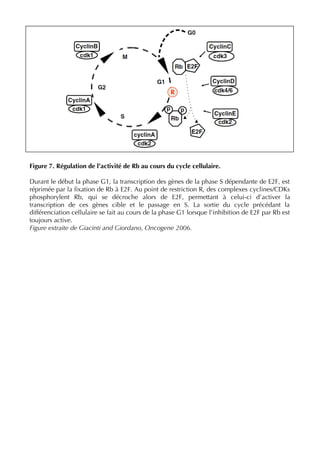 Figure 7. Régulation de l’activité de Rb au cours du cycle cellulaire.
Durant le début la phase G1, la transcription des gènes de la phase S dépendante de E2F, est
réprimée par la ﬁxation de Rb à E2F. Au point de restriction R, des complexes cyclines/CDKs
phosphorylent Rb, qui se décroche alors de E2F, permettant à celui-ci d’activer la
transcription de ces gènes cible et le passage en S. La sortie du cycle précédant la
différenciation cellulaire se fait au cours de la phase G1 lorsque l’inhibition de E2F par Rb est
toujours active.
Figure extraite de Giacinti and Giordano, Oncogene 2006.
R
 