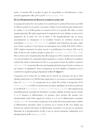 13
poche : la protéine Rb, le produit du gène de susceptibilité au rétinoblastome, et deux
protéines apparentées à Rb : p107 et p130 (Mulligan & Jacks, 1998).
III.1.1.1 Phosphorylation de Rb par les complexes cycline/cdk
Le passage de la phase G1 vers la phase S est contrôlé par les cyclines D (associées aux Cdk4
et Cdk6), la cycline E et la cycline A (associées à Cdk2). Une des cibles les plus étudiées pour
les cyclines A ou E/Cdk2 pendant la transition G1/S est la protéine Rb. Dans sa forme
hypophosphorylée, Rb régule négativement la progression du cycle cellulaire au niveau de la
progression de la phase G1 vers la phase S. Rb hypophosphorylé agit au niveau
transcriptionnel en interagissant et en modulant l’activité de nombreux facteurs de
transcription (Kouzarides, 1995; Taya, 1997), réprimant ainsi l’expression des gènes requis
pour l’entrée en phase S. Trois facteurs de transcription de la famille E2F (E2F1, E2F2 et
E2F3) régulent notamment les gènes associés à la prolifération. Les facteurs E2F sont les
cibles de Rb les plus étudiées pendant la phase G1 (Chellappan et al, 1991; Helin, 1998).
Dans sa forme active (hypophosphorylée), Rb interagit avec E2F et réprime ainsi son activité.
Au cours de la phase G1, la phosphorylation progressive et massive de Rb par les complexes
cycline/Cdk, induit sa dissociation de E2F et ce qui permet l’entrée des cellules en phase S
(Mittnacht, 1998). La protéine Rb reste ainsi hyperphosphorylée jusqu’à l’entrée en mitose, ce
qui conduit à sa dégradation. Ainsi, la progression du cycle cellulaire est largement sous le
contrôle de la régulation génique dépendante de Rb-E2F (figure 7).
L’expression de la cycline D1 est induite par les facteurs de croissance tels que le FGF
(fibroblast growth factor) et le TGF-β (tumor growth factor), et son niveau est maximal pendant la
phase G1 (Sherr, 1994). La surexpression de la cycline D1 accélère la progression G1/S
(Quelle et al, 1993) et inhibe la transactivation des gènes spécifiques du muscle en partie par
la voie Rb/E2F (Guo & Walsh, 1997; Rao et al, 1994; Skapek et al, 1995). Des expériences de
transdifférenciation musculaire de fibroblastes en culture cellulaire montrent que les cyclines
A et E bloquent la différenciation. La présence d’une protéine Rb mutante non-
phosphorylable abolit l’effet négatif des cyclines A et E sur la différenciation musculaire
(Skapek et al, 1996). En revanche, l’expression de la cycline D1 réussit quand même à inhiber
la différenciation musculaire même en présence de ce mutant de Rb. Ceci indique que
l’activité des cyclines/cdk bloque la différenciation musculaire à la fois par un mécanisme
dépendant de la phosphorylation de Rb, et par un second mécanisme indépendant de la
phosphorylation de Rb (Skapek et al, 1996).
 