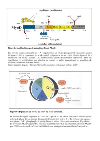 Myoblastes (prolifération)
?
Myotubes (différenciation)
Figure 8. Modiﬁcations post-traductionelles de MyoD.
Les cercles rouges entourant un «  P  » représentent un résidu phosphorylé, les cercles jaunes
indiquant «  Ub  » représente un acide aminé ubiquitinylé et un cercle bleu indiquant « Ac »
représente un résidu acétylé. Les modiﬁcations post-traductionnelles retrouvées dans les
myoblastes en prolifération sont placées au dessus et celles apparaissant en condition de
différenciation sont illustrées en bas.
Figure adaptée d’après « Puri and Sartorelli, Journal of cellular physiology, 2000  ».
Figure 9 : Expression de MyoD au cours du cycle cellulaire.
Le niveau de MyoD augmente au cours de la phase G1 et atteint son niveau maximum en
milieu de phase G1 au niveau d’un point de restriction noté « R ». En présence de signaux
mitogènes, Cdk2 phosphoryle alors MyoD sur la sérine 200 ce qui entraîne sa dégradation.
Le niveau de MyoD augmente à nouveau durant la phase G2. La phosphorylation de MyoD
par CDK1 au niveau des sérines 5 et 200 entraîne sa dégradation avant l’entrée en mitose.
 