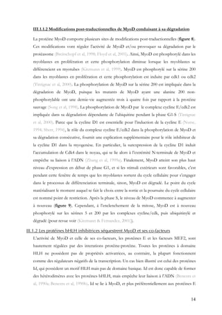 14
III.1.1.2 Modifications post-traductionnelles de MyoD conduisant à sa dégradation
La protéine MyoD comporte plusieurs sites de modifications post-traductionnelles (figure 8).
Ces modifications vont réguler l’activité de MyoD et/ou provoquer sa dégradation par le
protéasome (Breitschopf et al, 1998; Floyd et al, 2001). Ainsi, MyoD est phosphorylé dans les
myoblastes en prolifération et cette phosphorylation diminue lorsque les myoblastes se
différencient en myotubes (Kitzmann et al, 1999). MyoD est phosphorylé sur la sérine 200
dans les myoblastes en prolifération et cette phosphorylation est induite par cdk1 ou cdk2
(Tintignac et al, 2000). La phosphorylation de MyoD sur la sérine 200 est impliquée dans la
dégradation de MyoD, puisque les mutants de MyoD ayant une alanine 200 non-
phosphorylable ont une demie-vie augmentée trois à quatre fois par rapport à la protéine
sauvage (Song et al, 1998). La phosphorylation de MyoD par le complexe cycline E/cdk2 est
impliquée dans sa dégradation dépendante de l’ubiquitine pendant la phase G1-S (Tintignac
et al, 2000). Parce que la cycline D1 est essentielle pour l’induction de la cycline E (Nurse,
1994; Sherr, 1994), le rôle du complexe cycline E/cdk2 dans la phosphorylation de MyoD et
sa dégradation consécutive, fournit une explication supplémentaire pour le rôle inhibiteur de
la cycline D1 dans la myogenèse. En particulier, la surexpression de la cycline D1 induit
l’accumulation de Cdk4 dans le noyau, qui se lie alors à l’extrémité N-terminale de MyoD et
empêche sa liaison à l’ADN (Zhang et al, 1999a). Finalement, MyoD atteint son plus haut
niveau d’expression en début de phase G1, et si les stimuli extérieurs sont favorables, c’est
pendant cette fenêtre de temps que les myoblastes sortent du cycle cellulaire pour s’engager
dans le processus de différenciation terminale, sinon, MyoD est dégradé. Le point du cycle
matérialisant le moment auquel se fait le choix entre la sortie et la poursuite du cycle cellulaire
est nommé point de restriction. Après la phase S, le niveau de MyoD commence à augmenter
à nouveau (figure 9). Cependant, à l’enclenchement de la mitose, MyoD est à nouveau
phosphorylé sur les sérines 5 et 200 par les complexes cycline/cdk, puis ubiquitinylé et
dégradé (pour revue voir (Kitzmann & Fernandez, 2001)).
III.1.2 Les protéines bHLH inhibitrices séquestrent MyoD et ses co-facteurs
L’activité de MyoD et celle de ses co-facteurs, les protéines E et les facteurs MEF2, sont
hautement régulées par des interations protéine-protéine. Toutes les protéines à domaine
HLH ne possèdent pas de propriétés activatrices, au contraire, la plupart fonctionnent
comme des régulateurs négatifs de la transcription. Un cas bien illustré est celui des protéines
Id, qui possèdent un motif HLH mais pas de domaine basique. Id est donc capable de former
des hétérodimères avec les protéines bHLH, mais empêche leur liaison à l’ADN (Benezra et
al, 1990a; Benezra et al, 1990b). Id se lie à MyoD, et plus préférentiellement aux protéines E
 